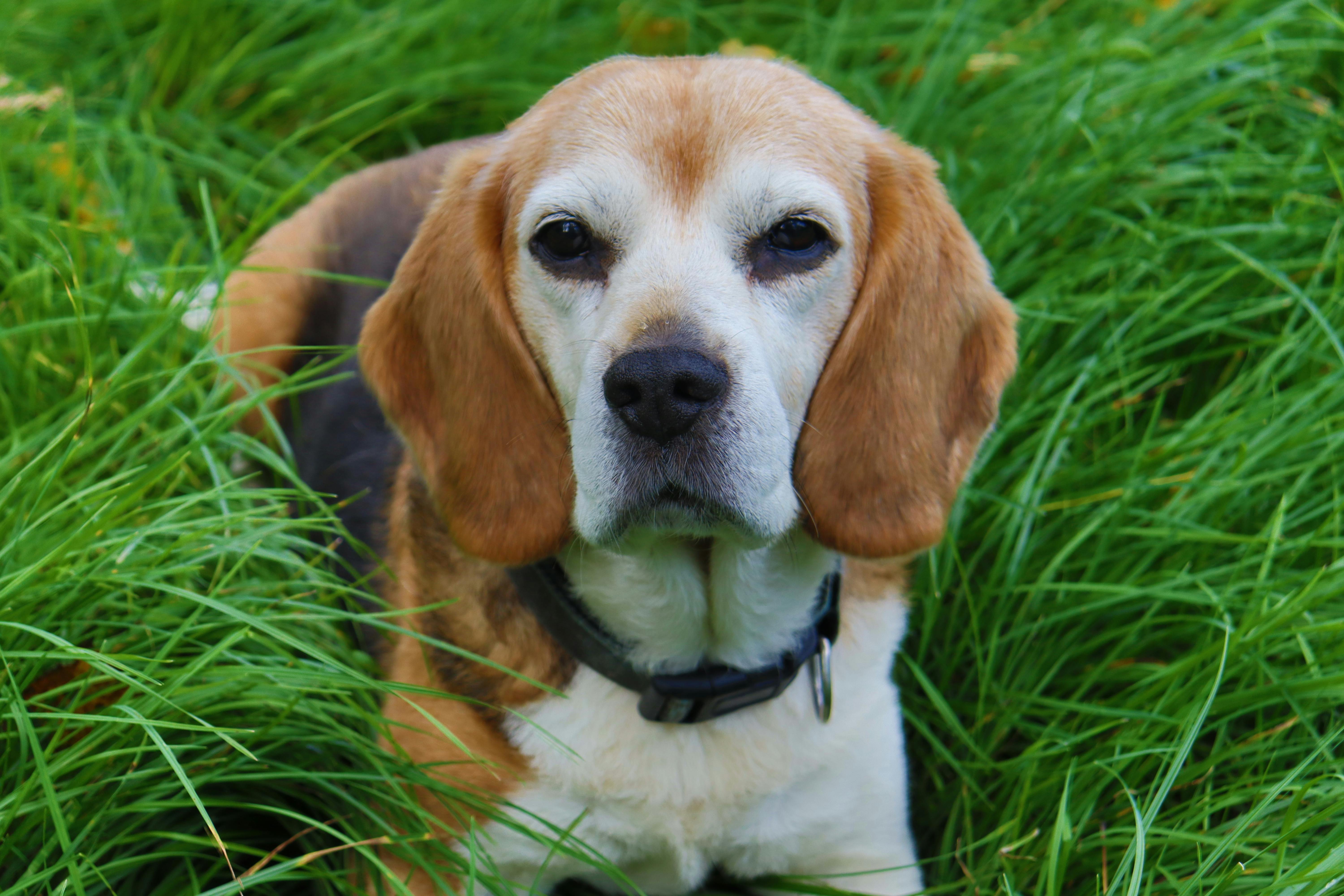 Senior Beagle — Senior Pet Legacy