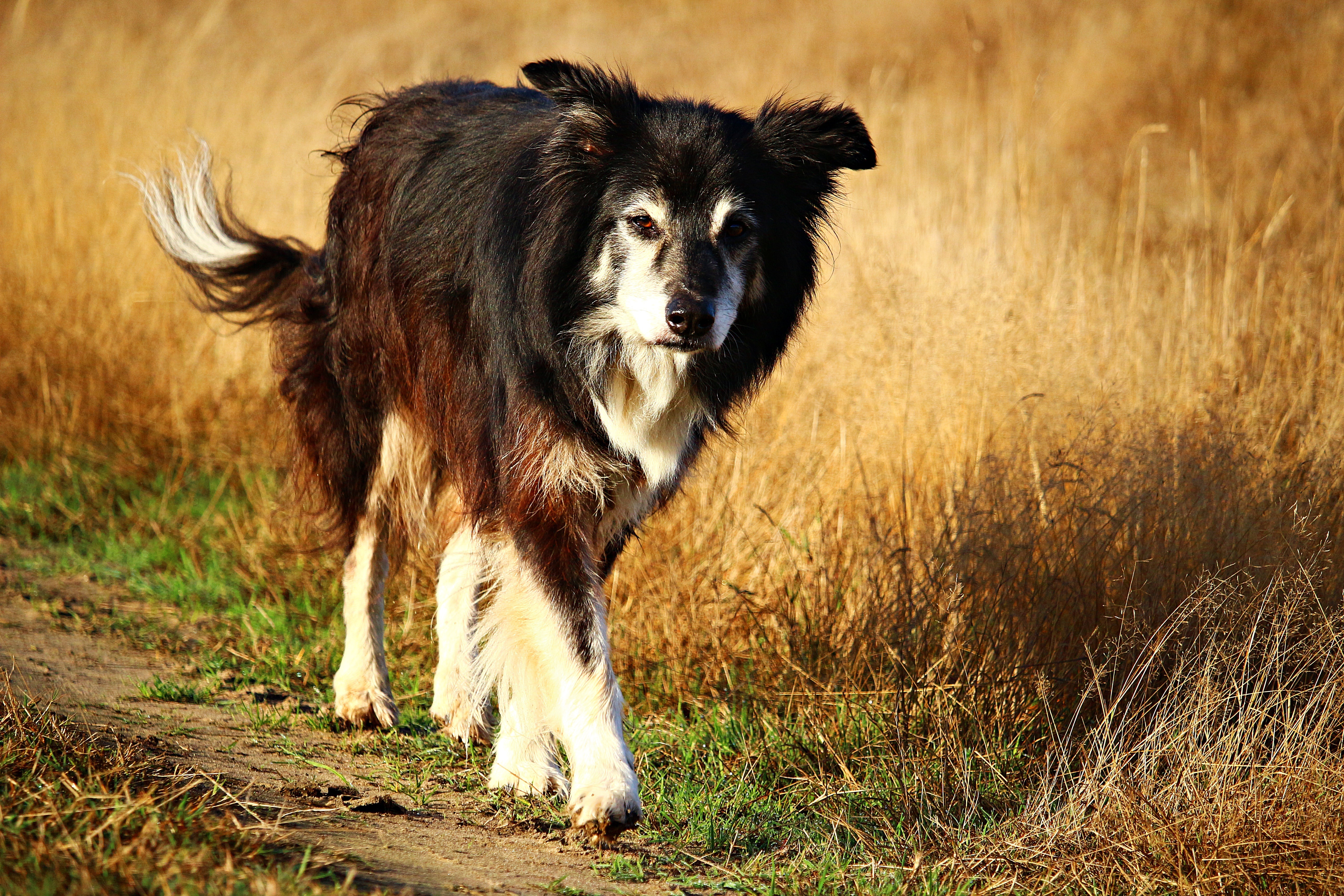 Senior Border Collie walking through golden grassland field
