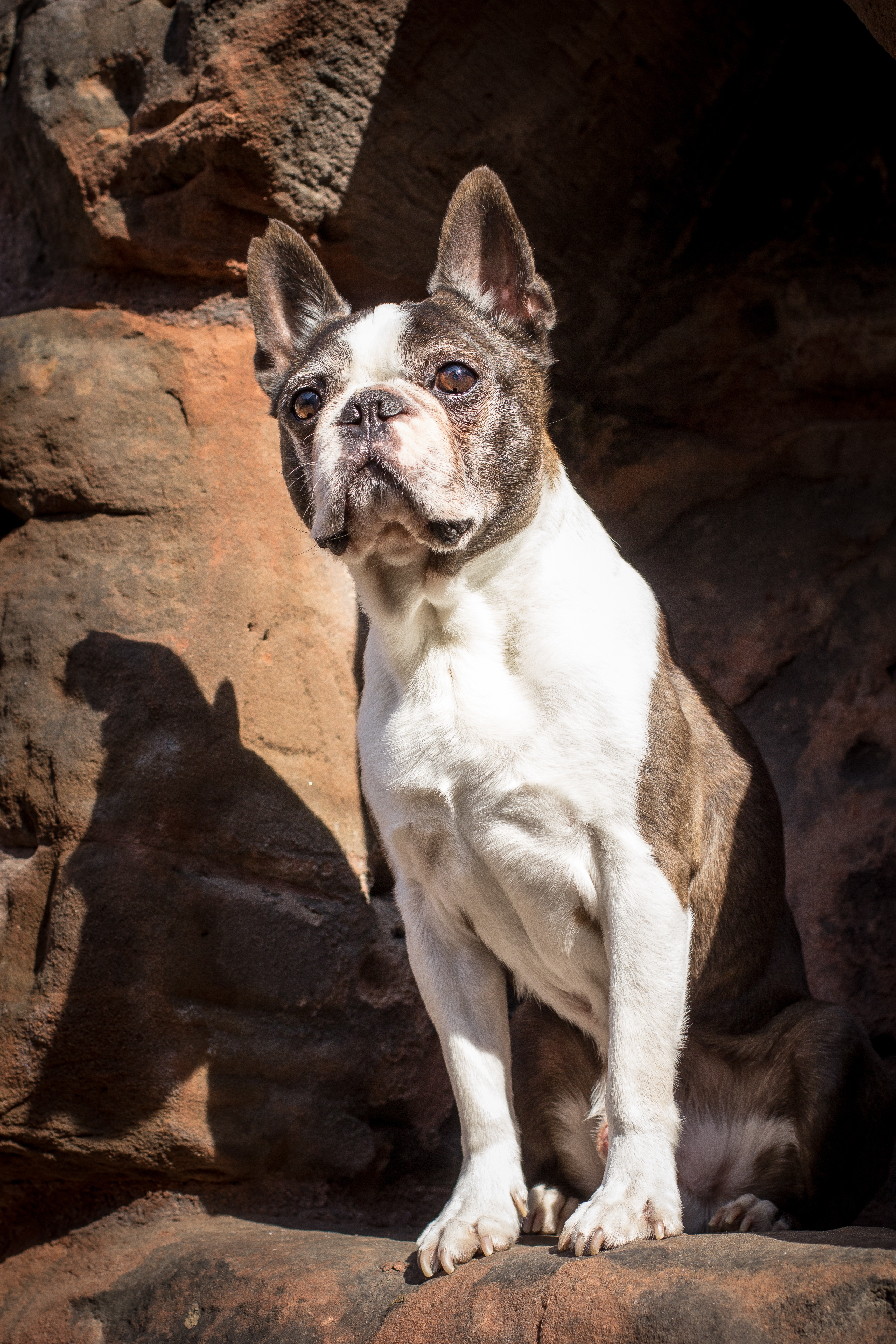 Senior Boston Terrier sitting on rocks looking upward with alert expression