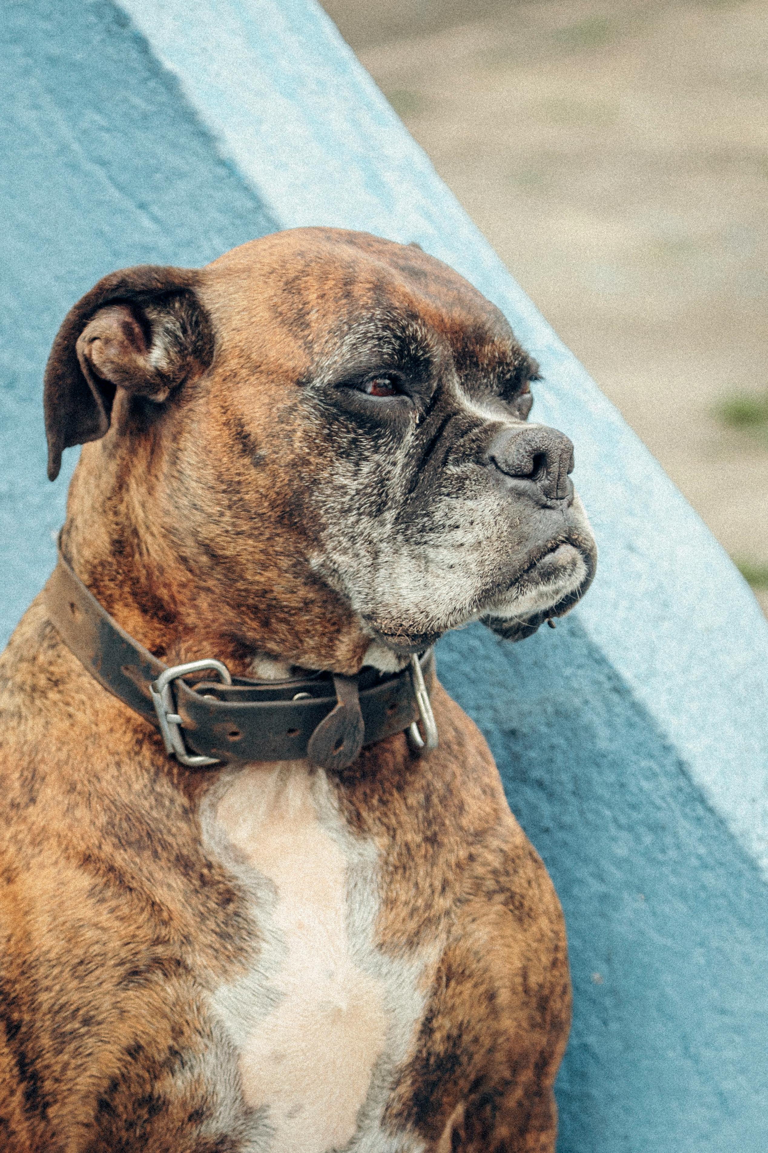 Senior Boxer — Senior Pet Legacy