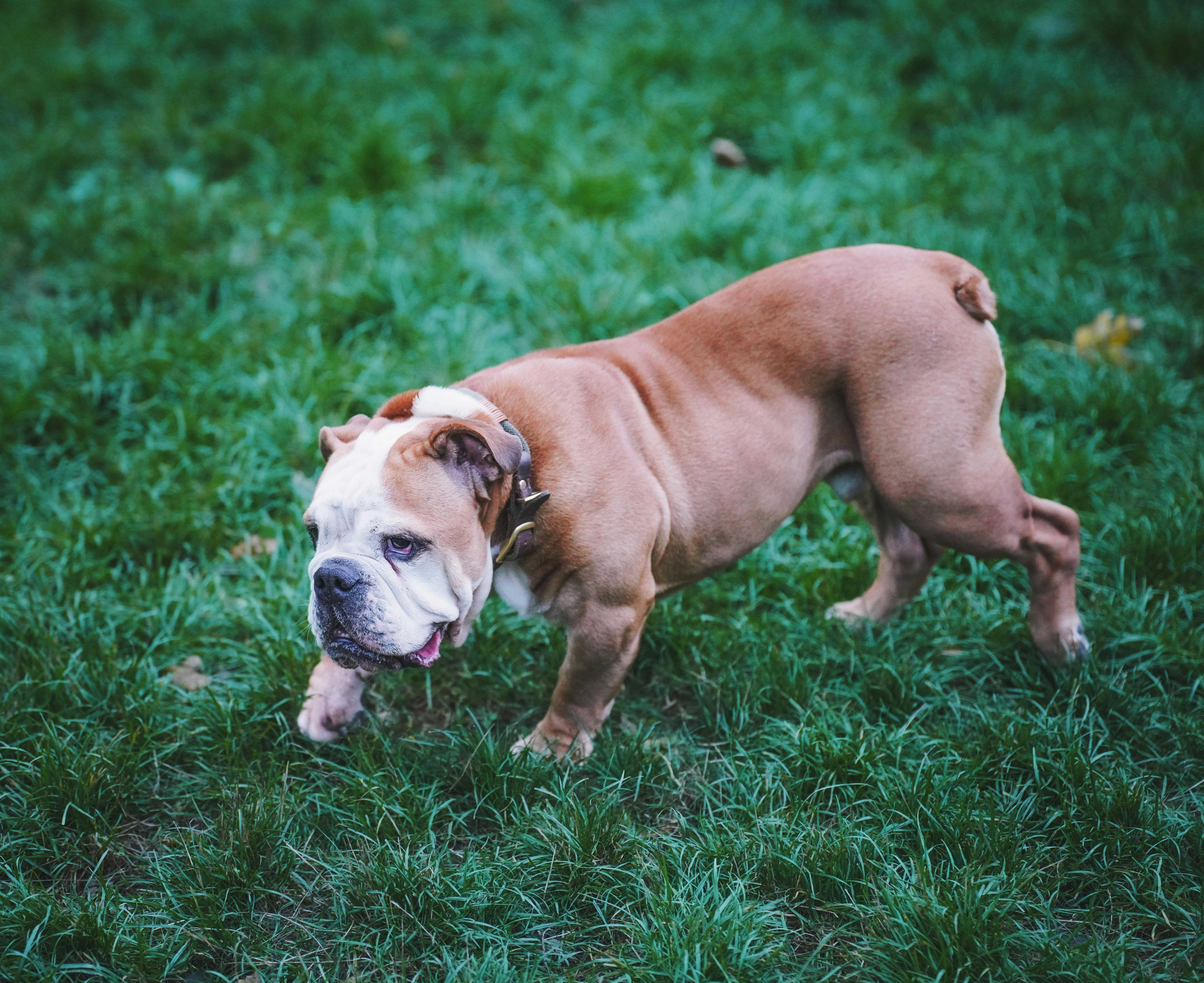Senior English Bulldog — Senior Pet Legacy
