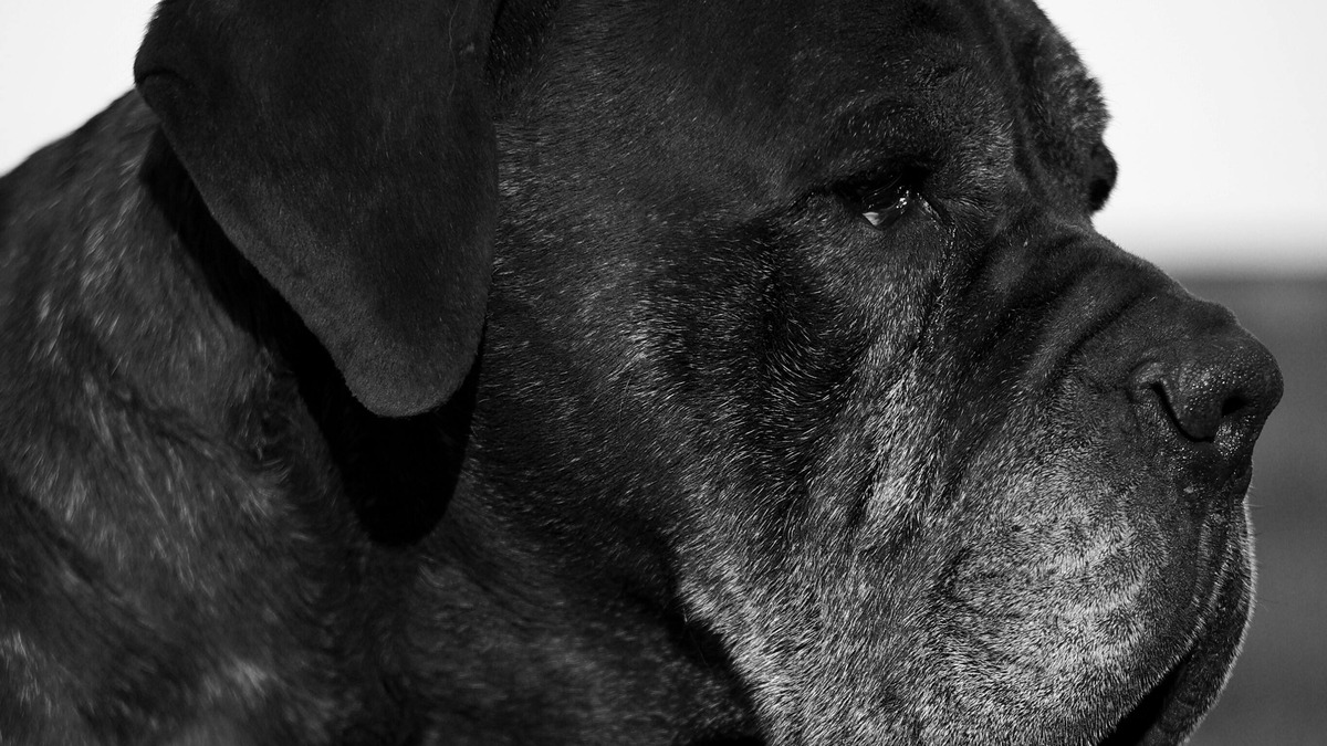 Senior Cane Corso portrait — dignified and loyal