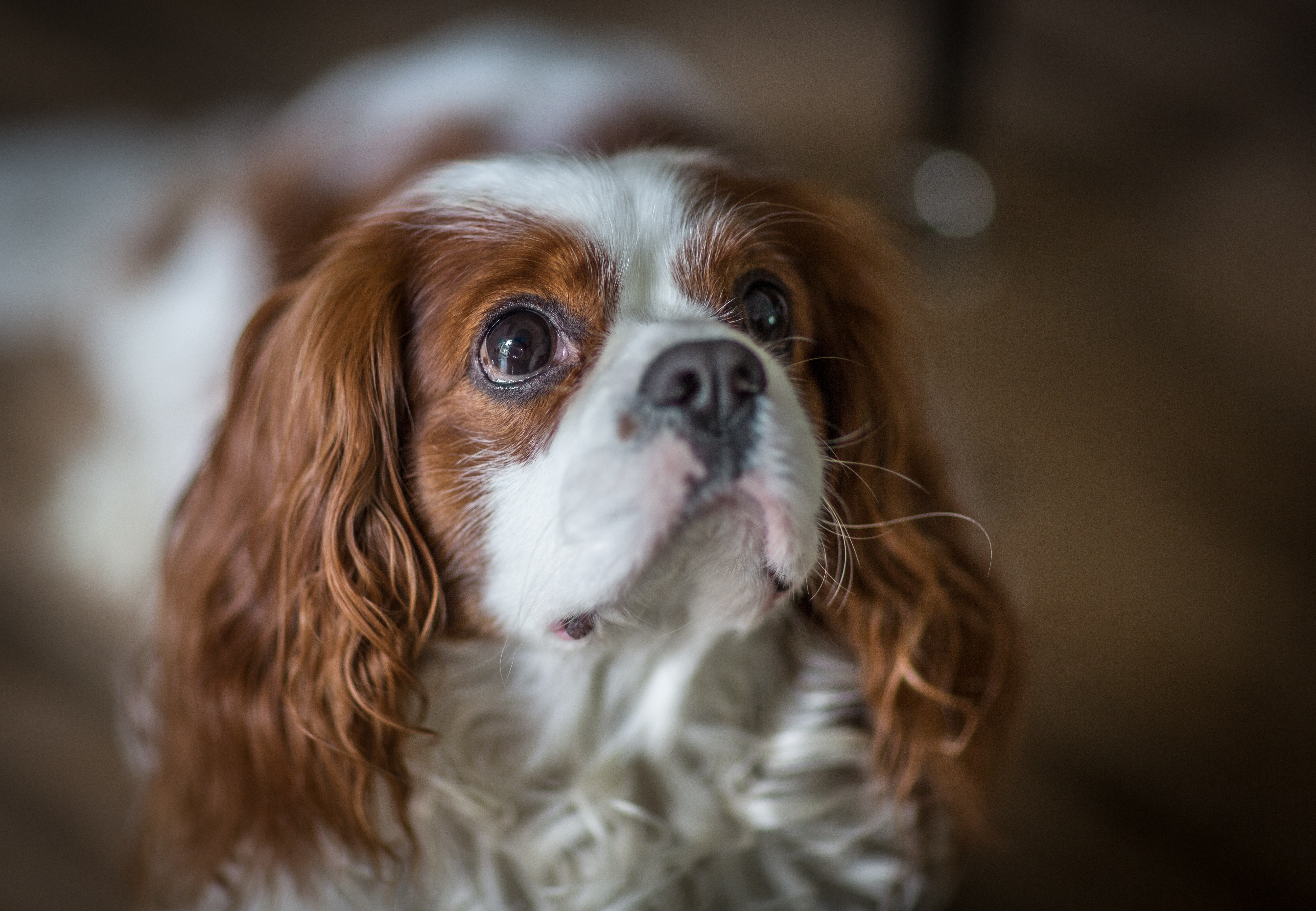 Senior Cavalier King Charles Spaniel with soulful brown eyes and silky auburn coat