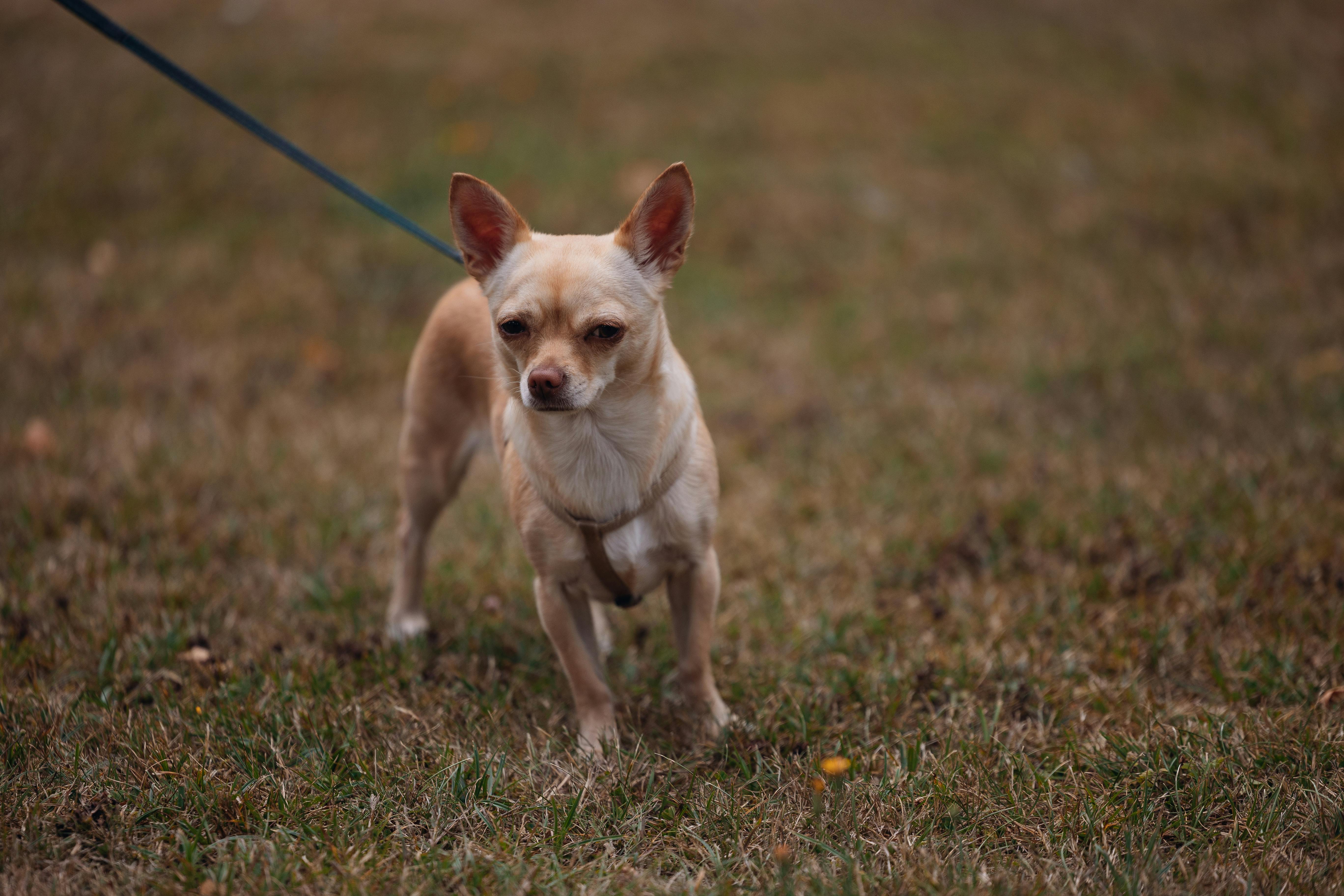 Senior Chihuahua — Senior Pet Legacy