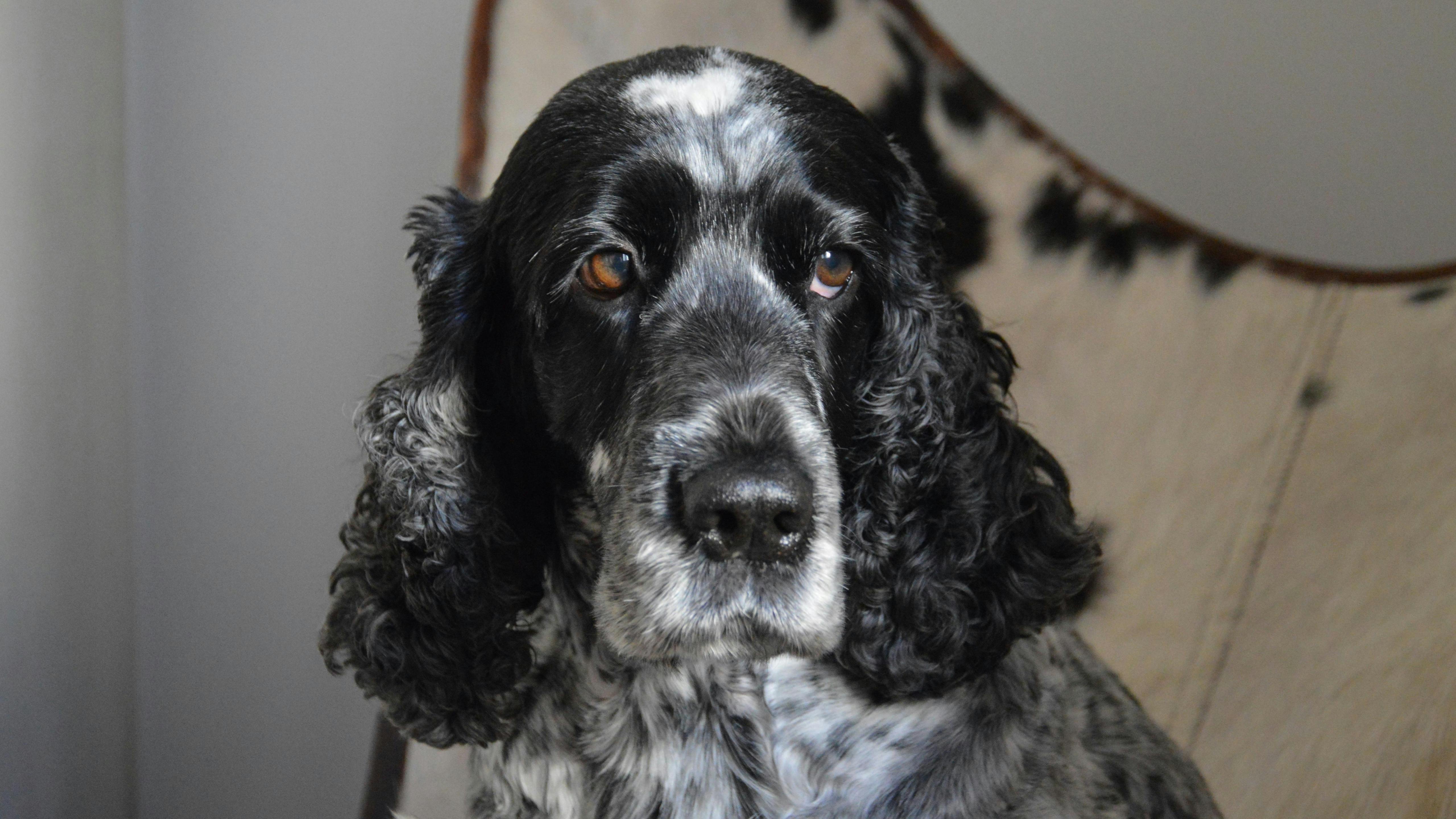 Senior Cocker Spaniel
