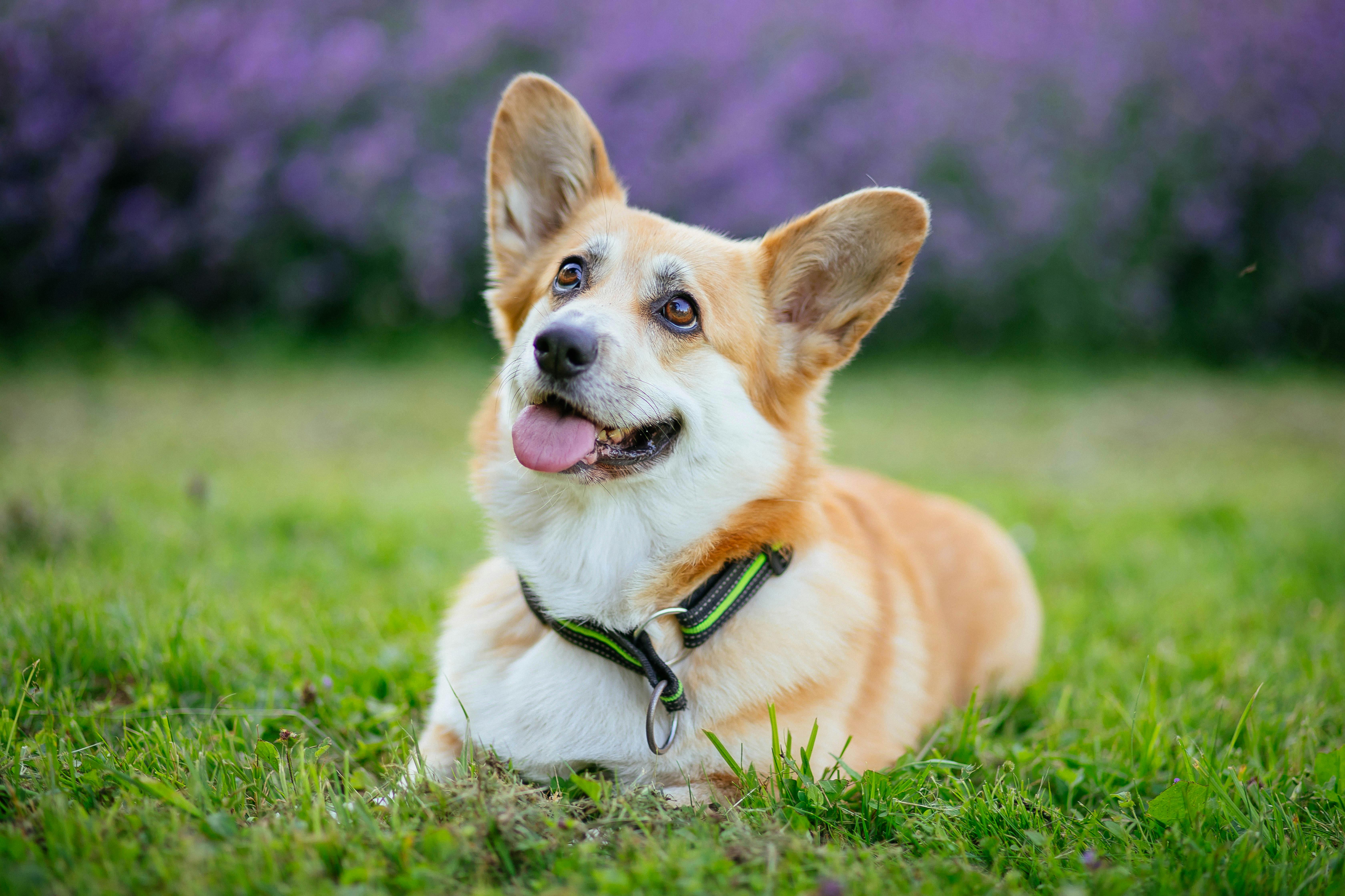 Happy senior Corgi lying on grass with lavender flowers in background