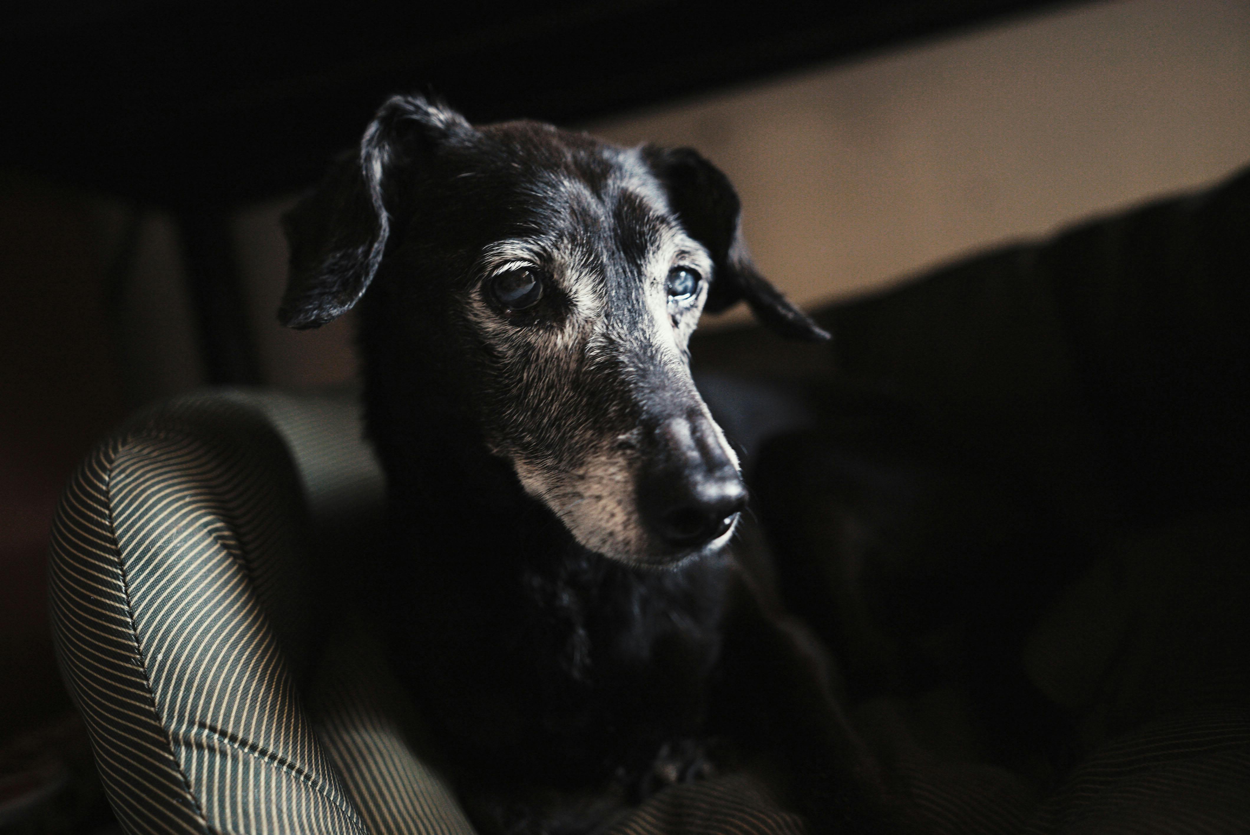 Senior dog at home