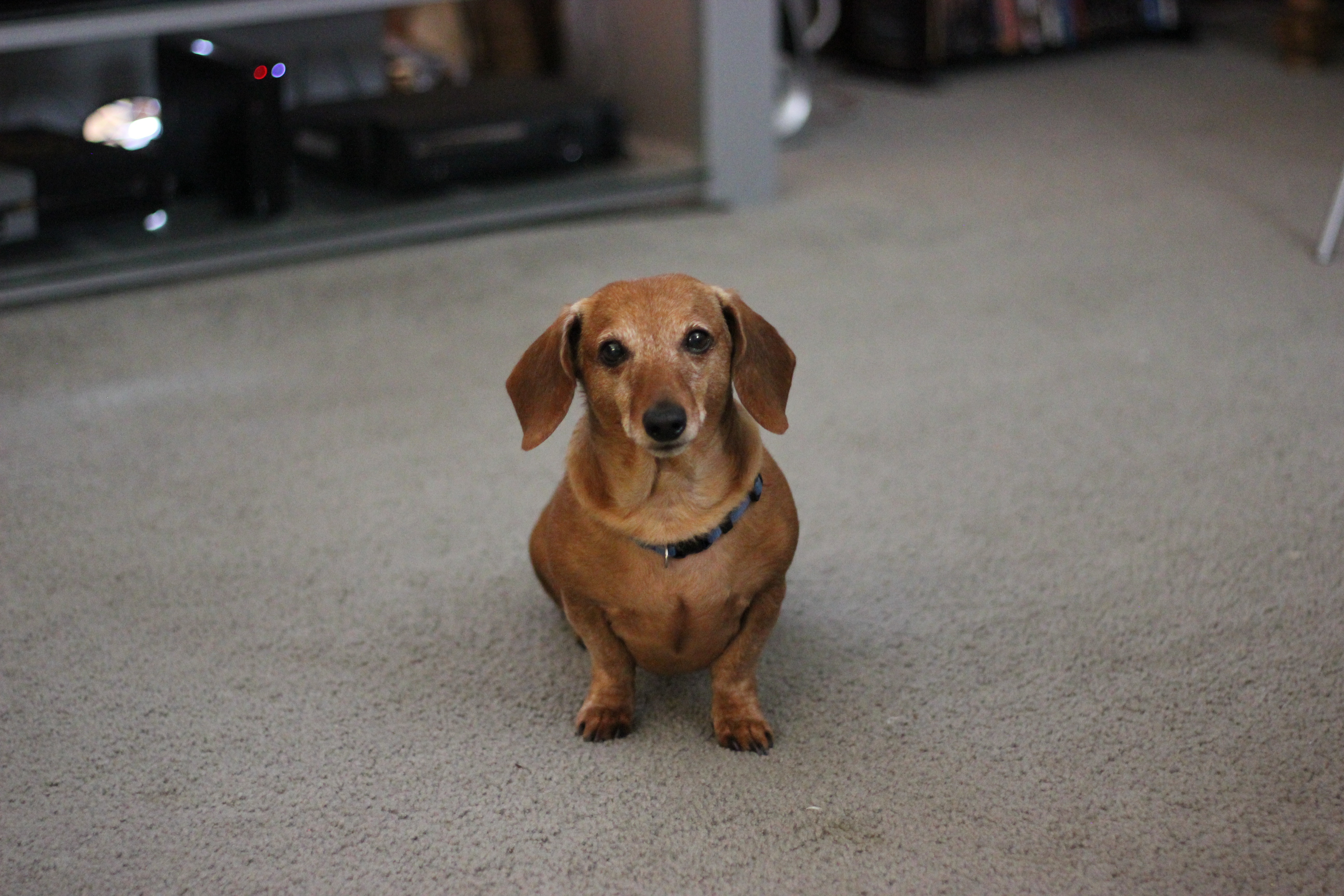 Senior Dachshund — Senior Pet Legacy