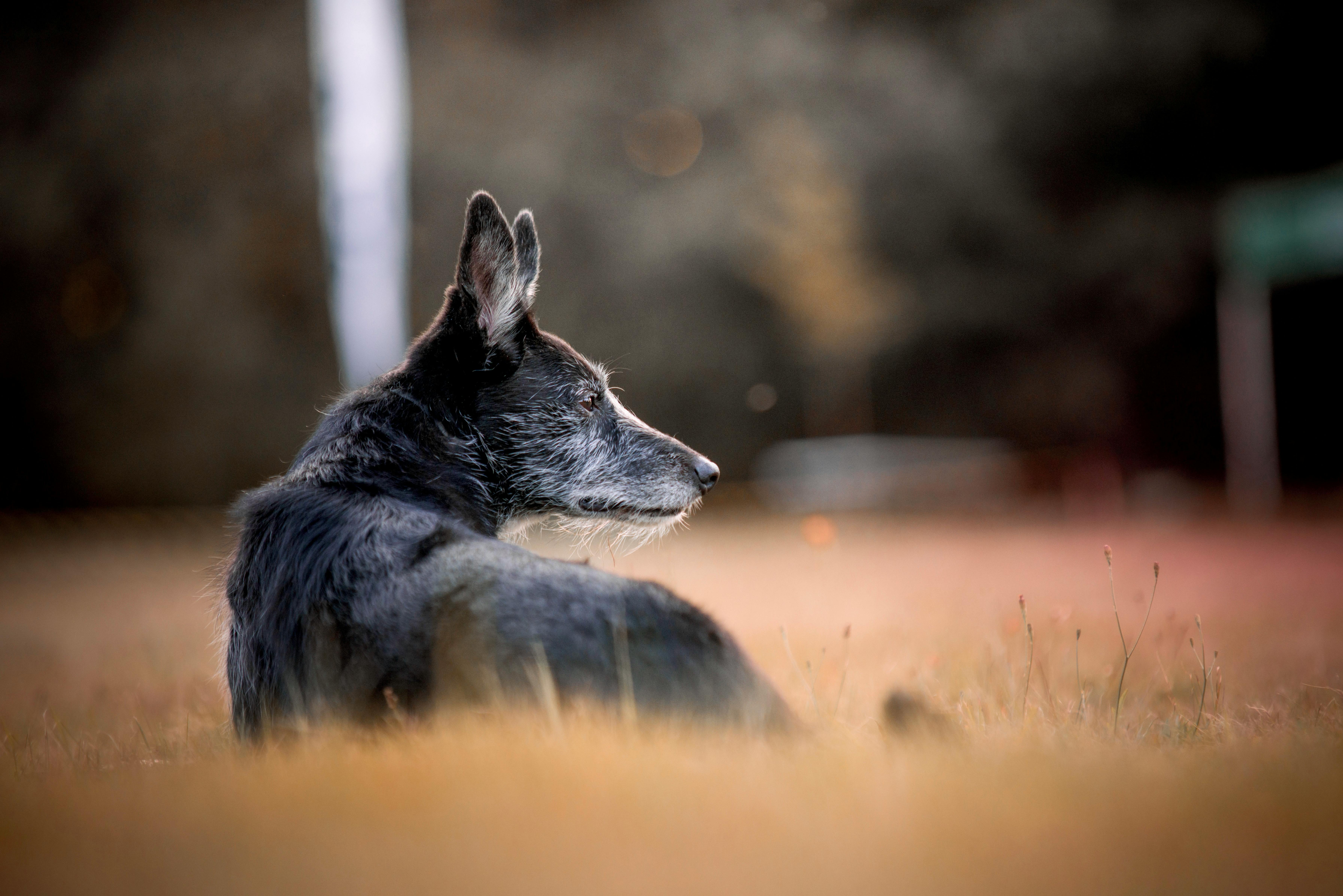 Senior dog resting in a field, alert and contemplative — Mental Enrichment Guide