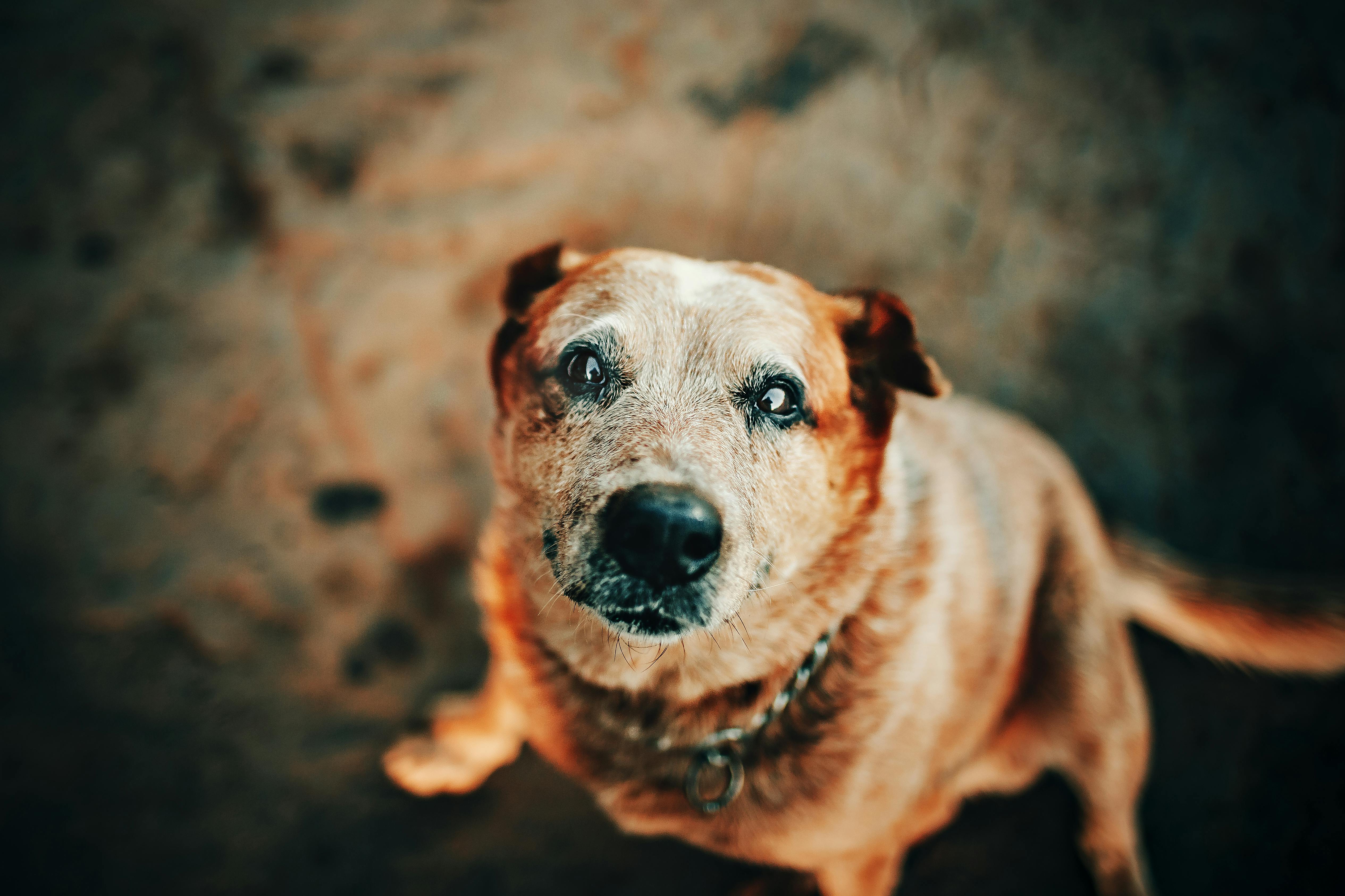 Senior dog looking up — Grooming Guide