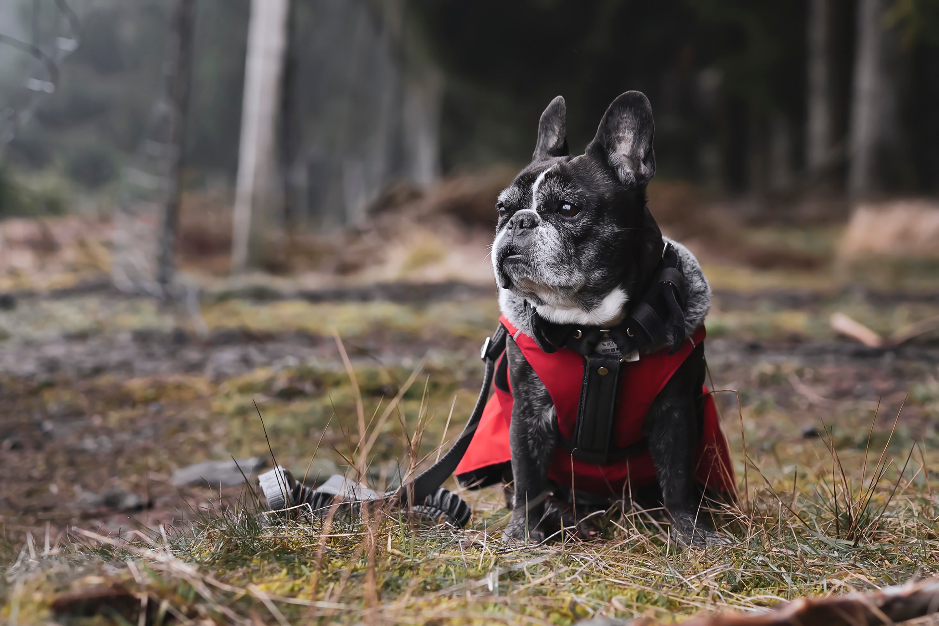 Senior French Bulldog — Senior Pet Legacy