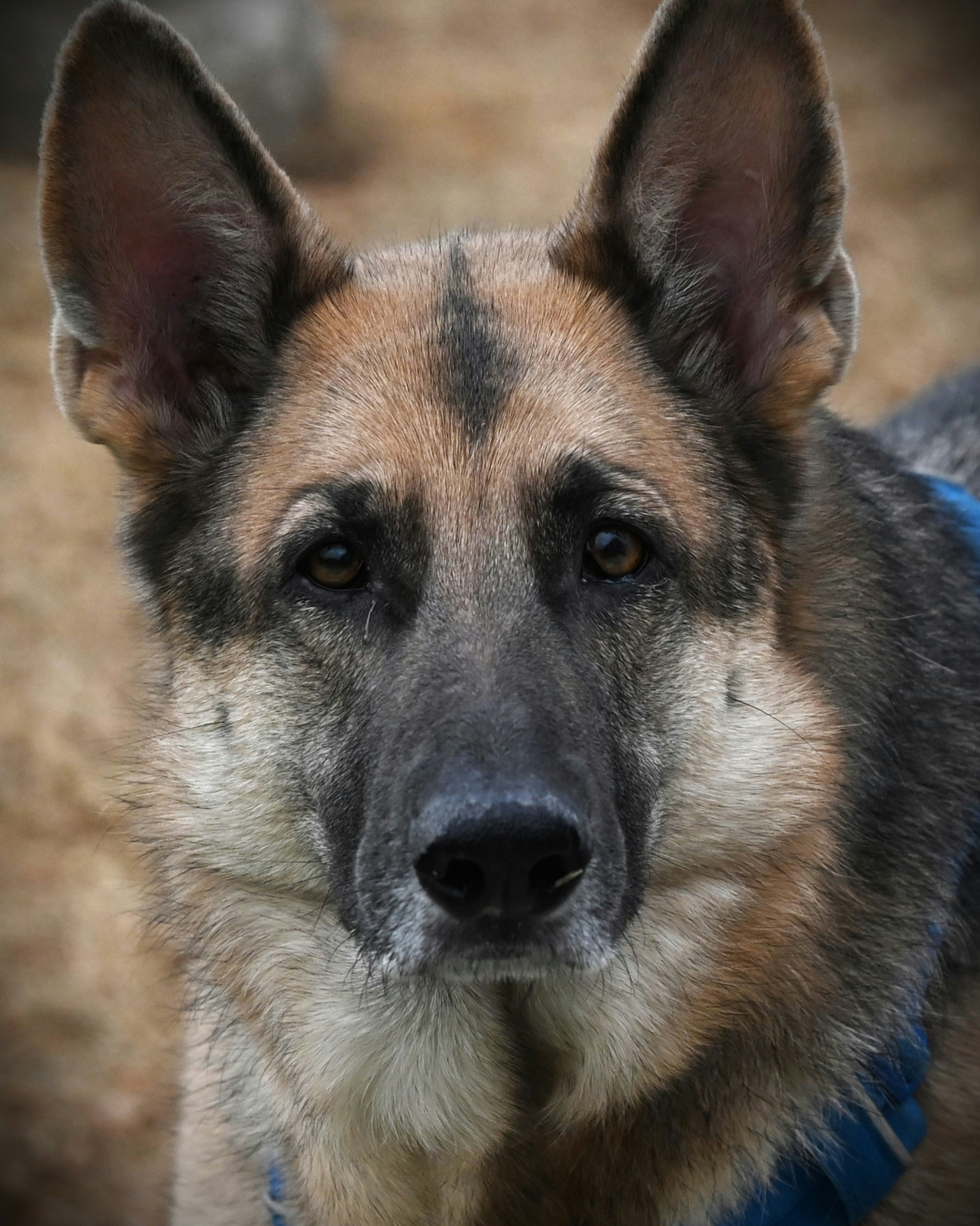Senior German Shepherd — Senior Pet Legacy