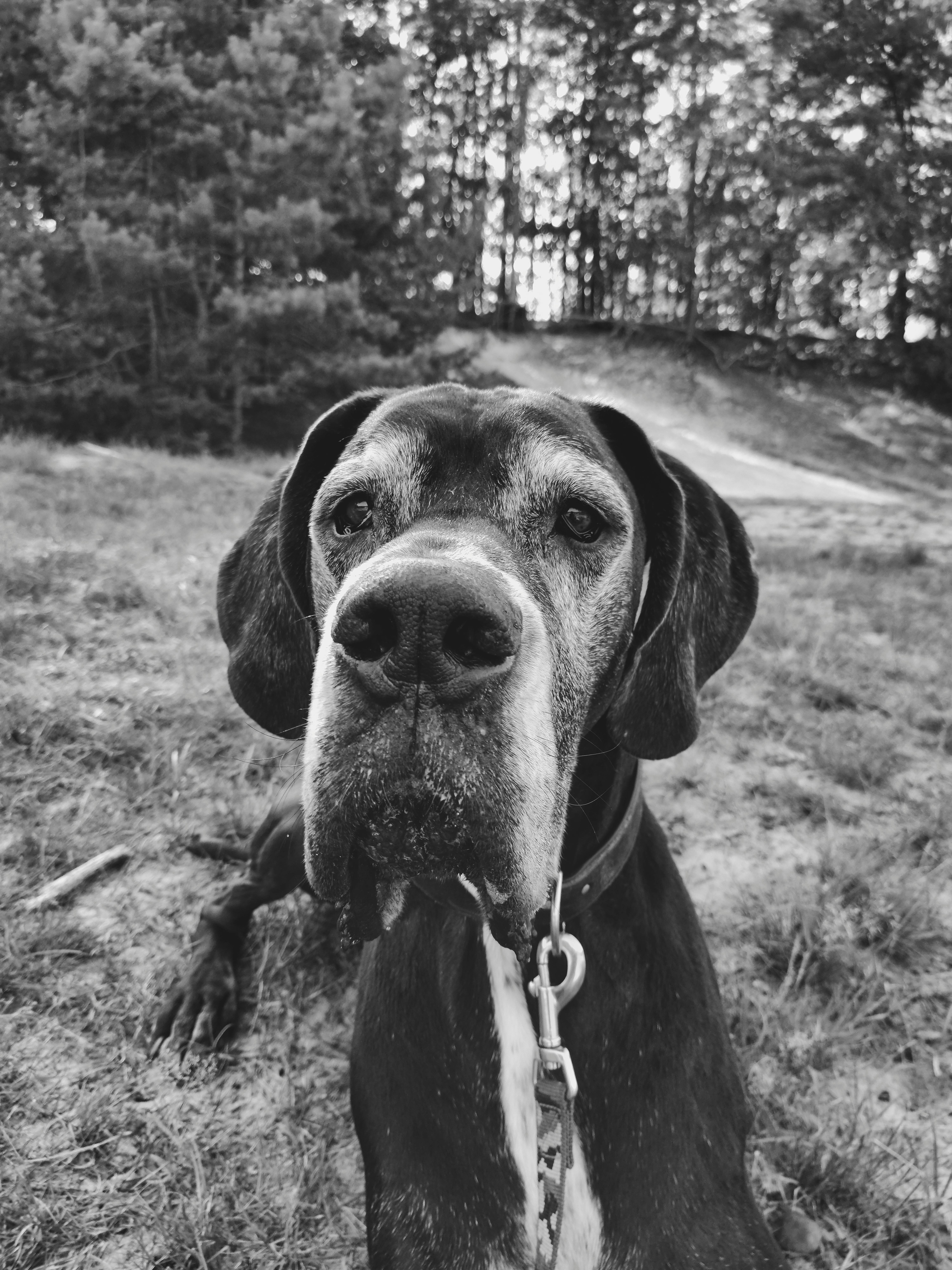 Senior Great Dane with greying muzzle and soulful eyes looking directly into the camera