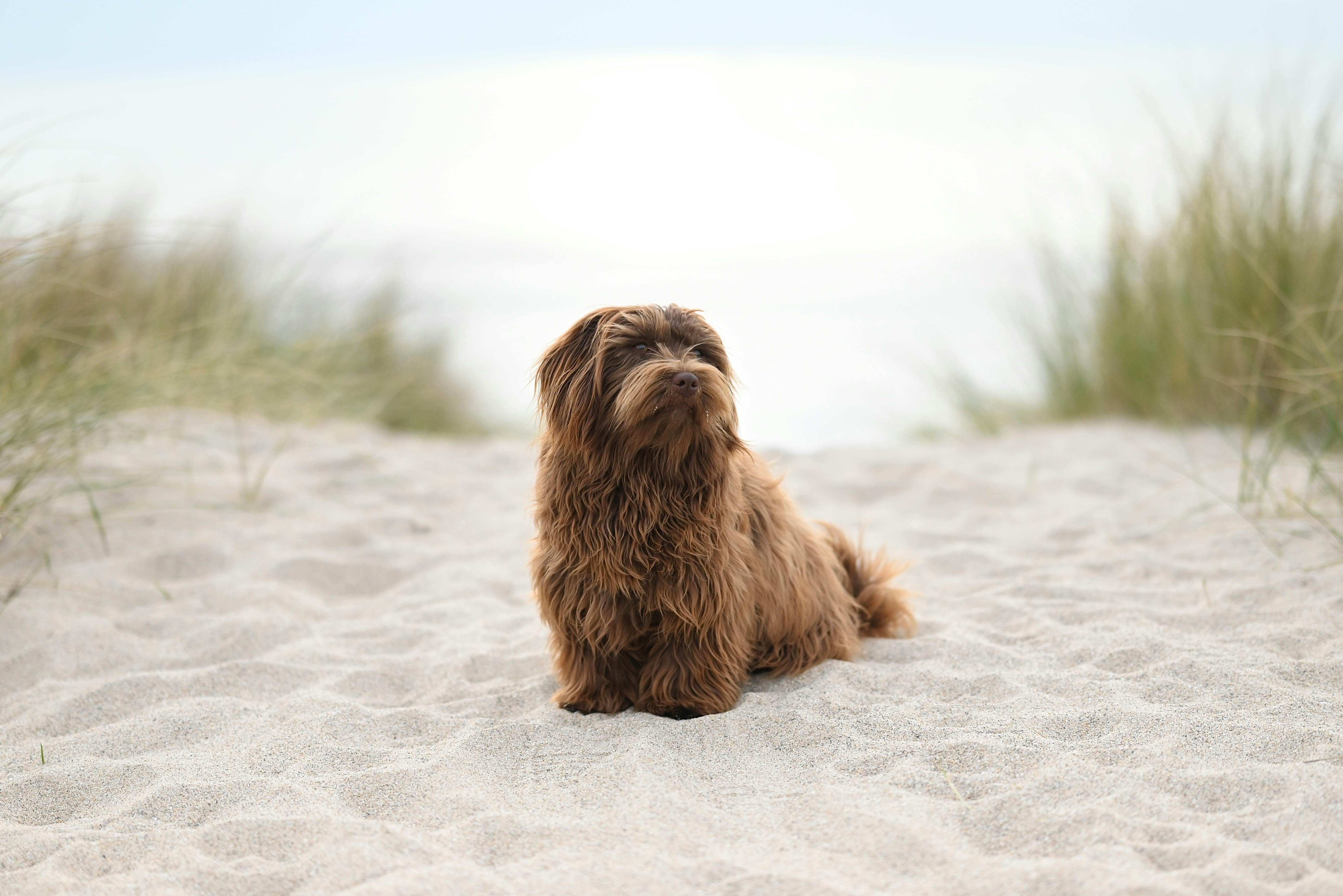 Senior Havanese dog sitting on beach, fluffy brown coat