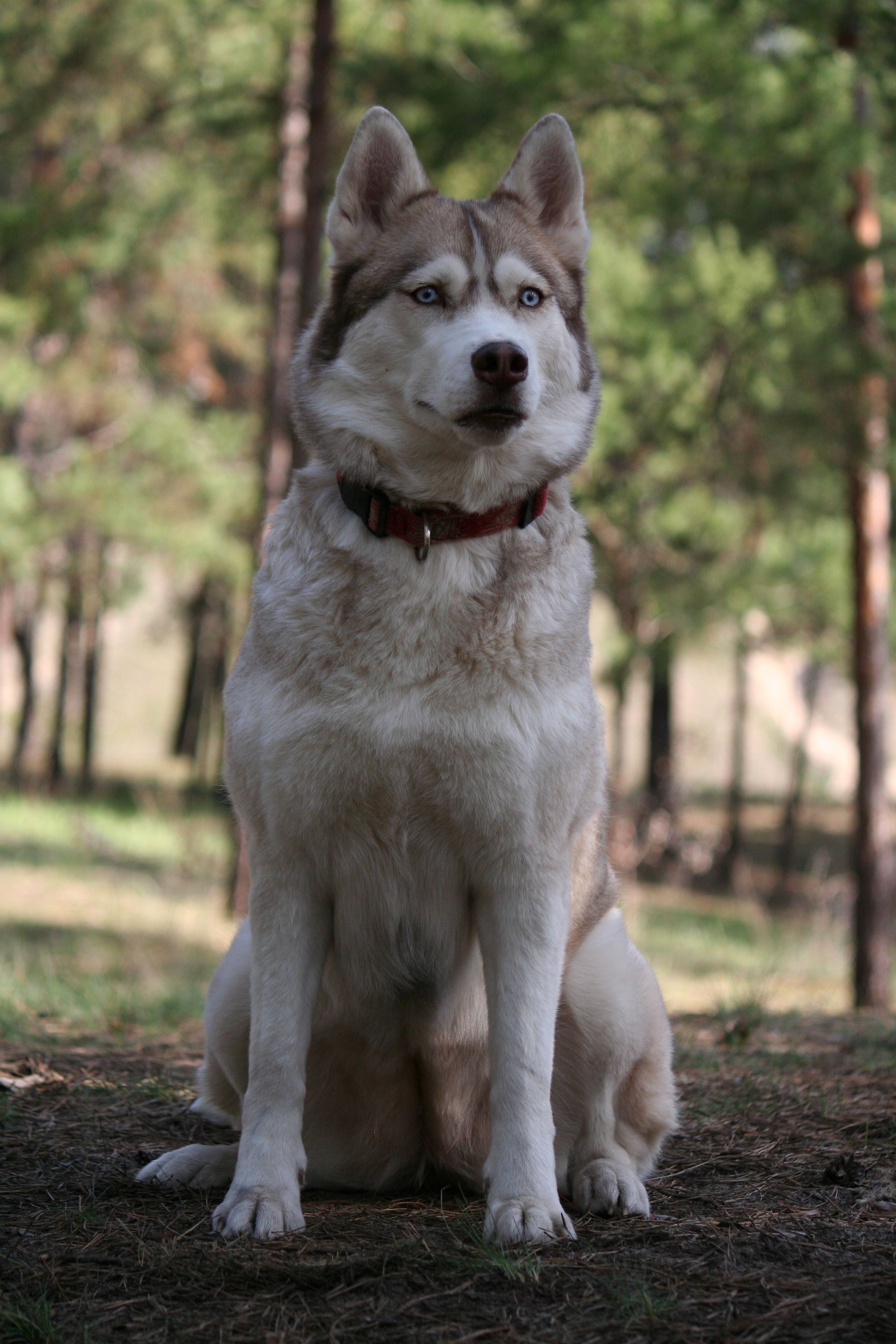 Senior Siberian Husky with striking blue eyes sitting dignified in a forest setting