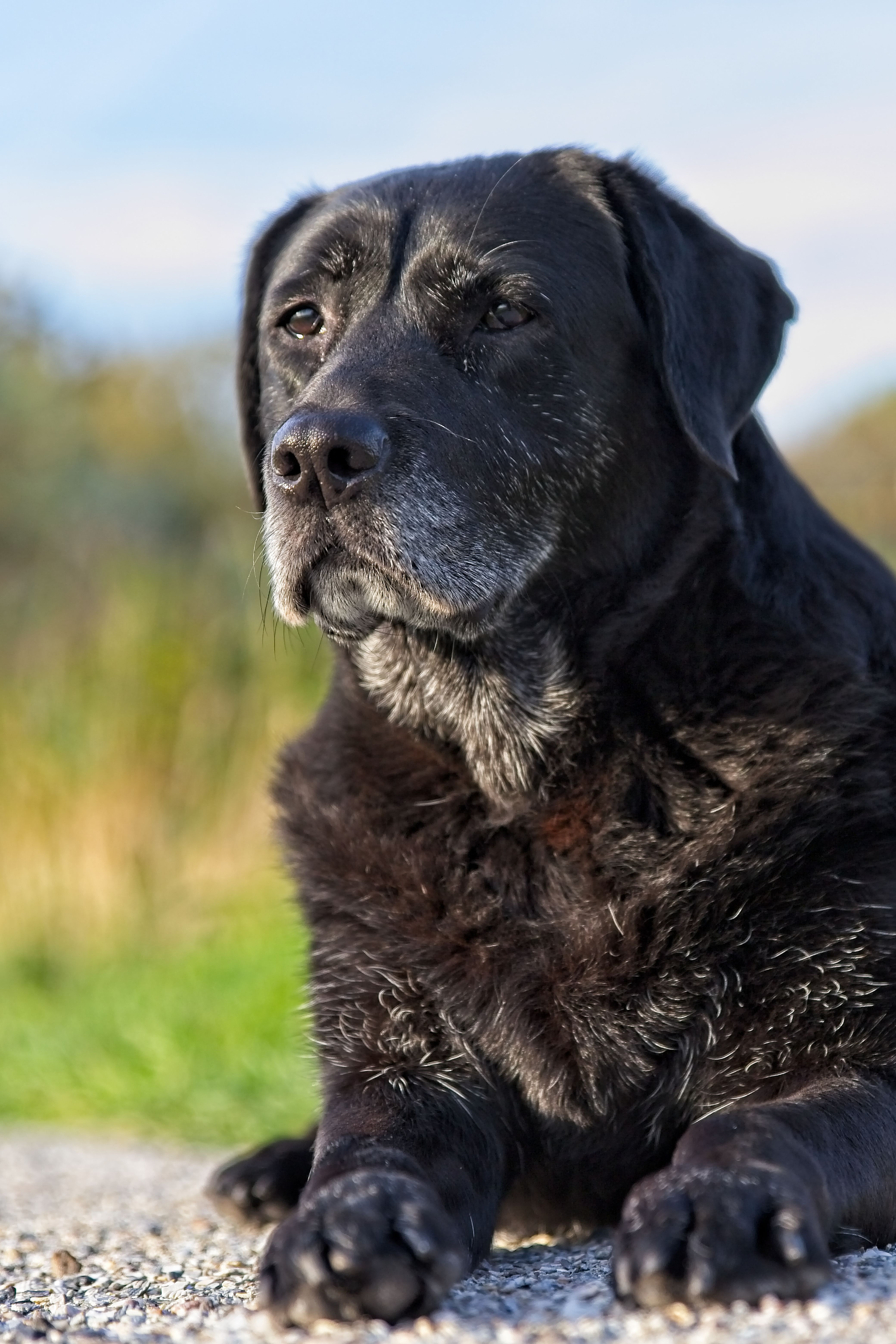 Senior Labrador Retriever — Senior Pet Legacy