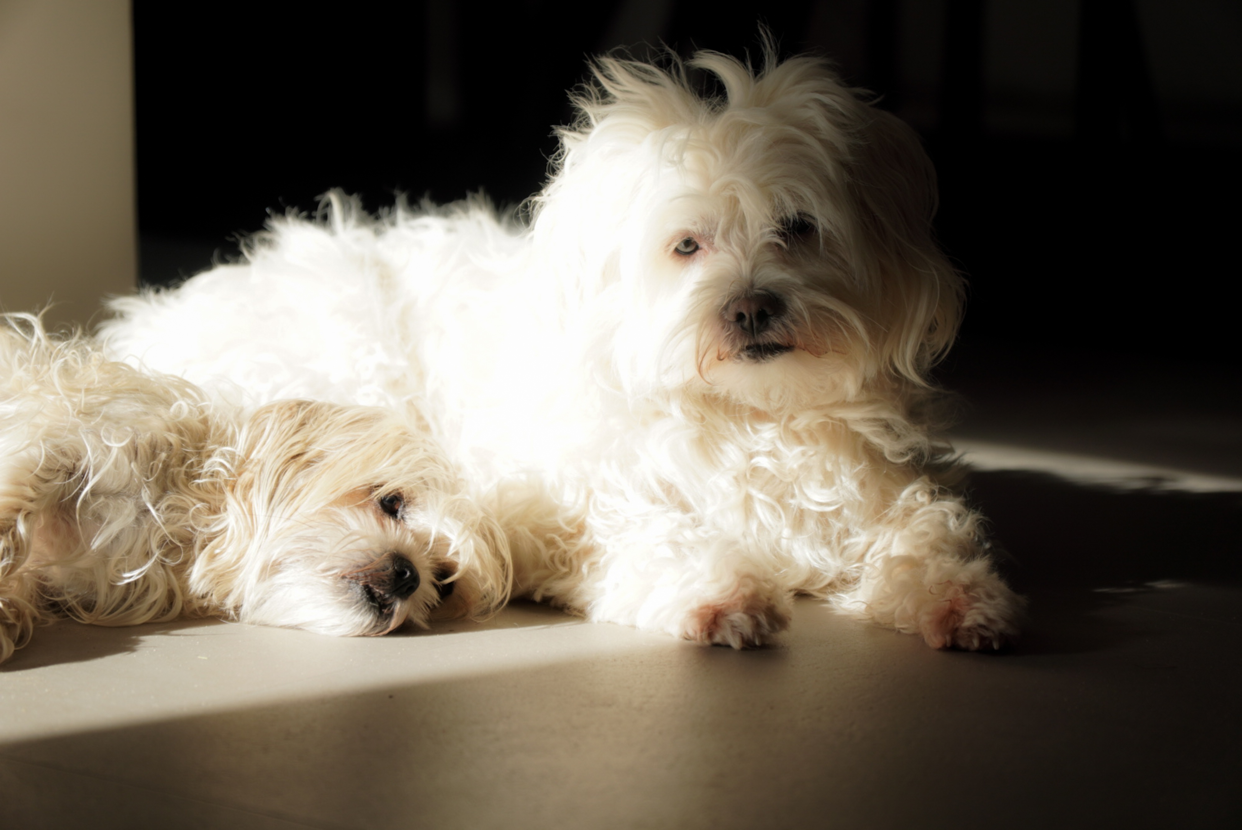Senior Maltese dogs