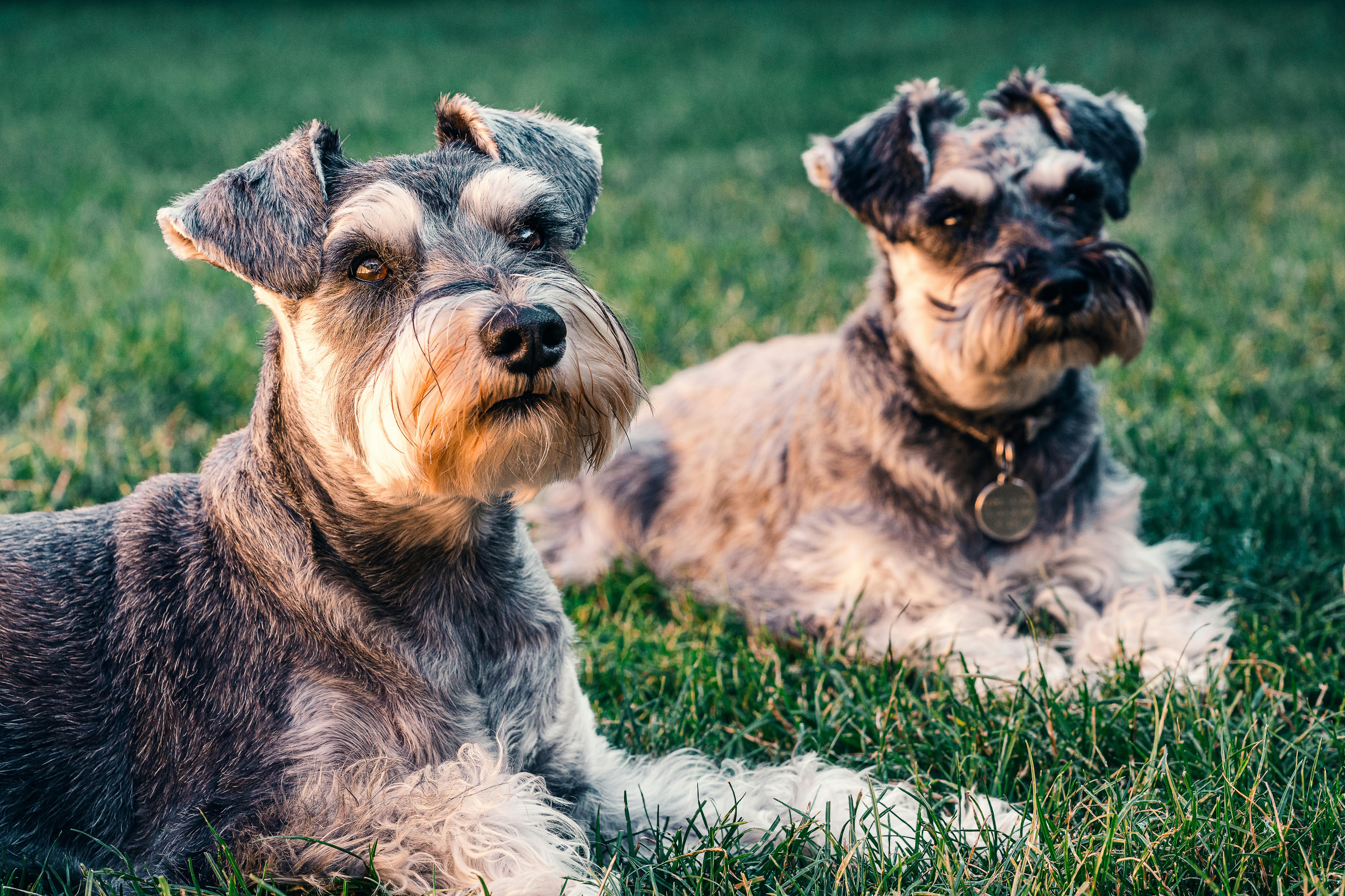 Senior Miniature Schnauzers