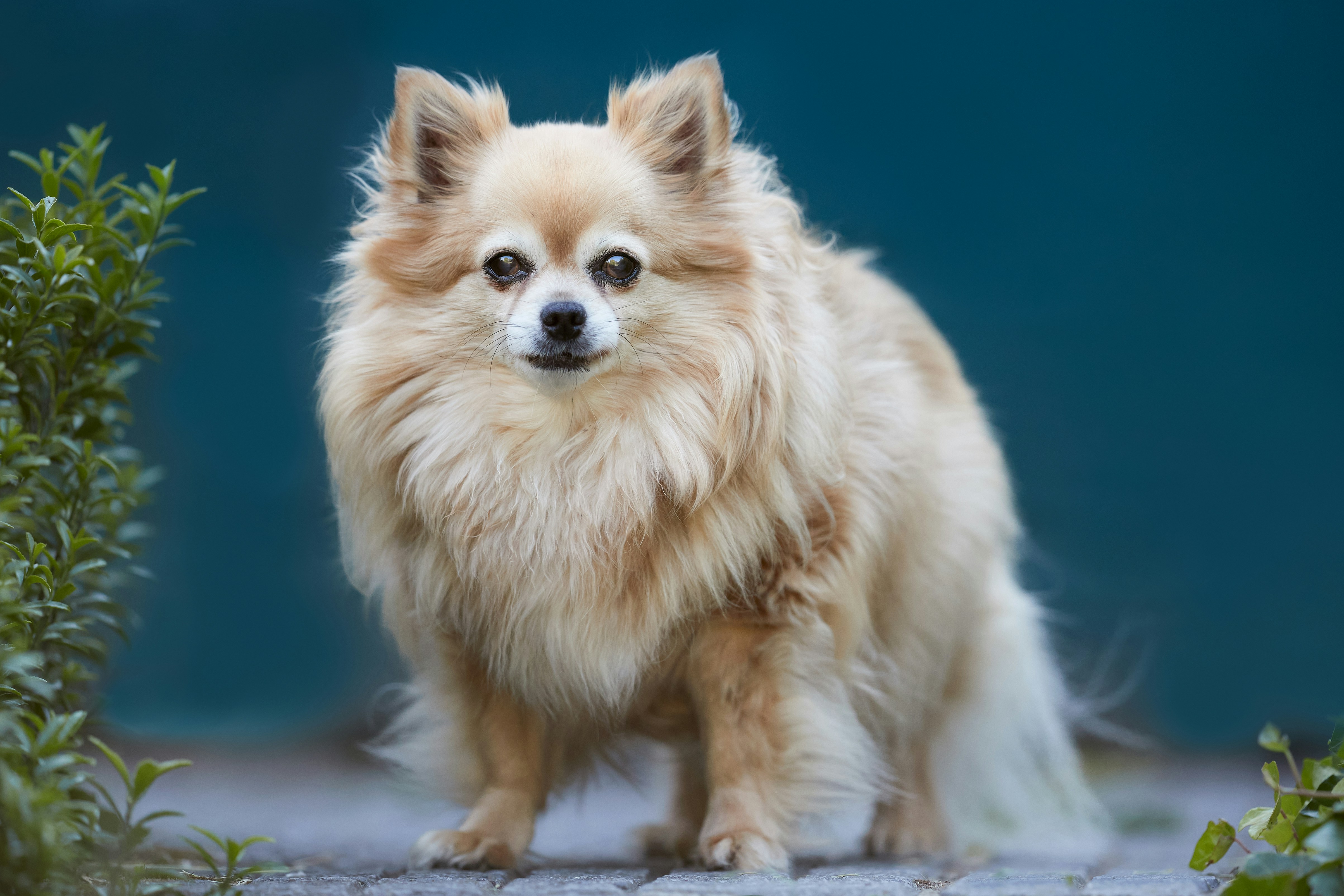 Senior Pomeranian