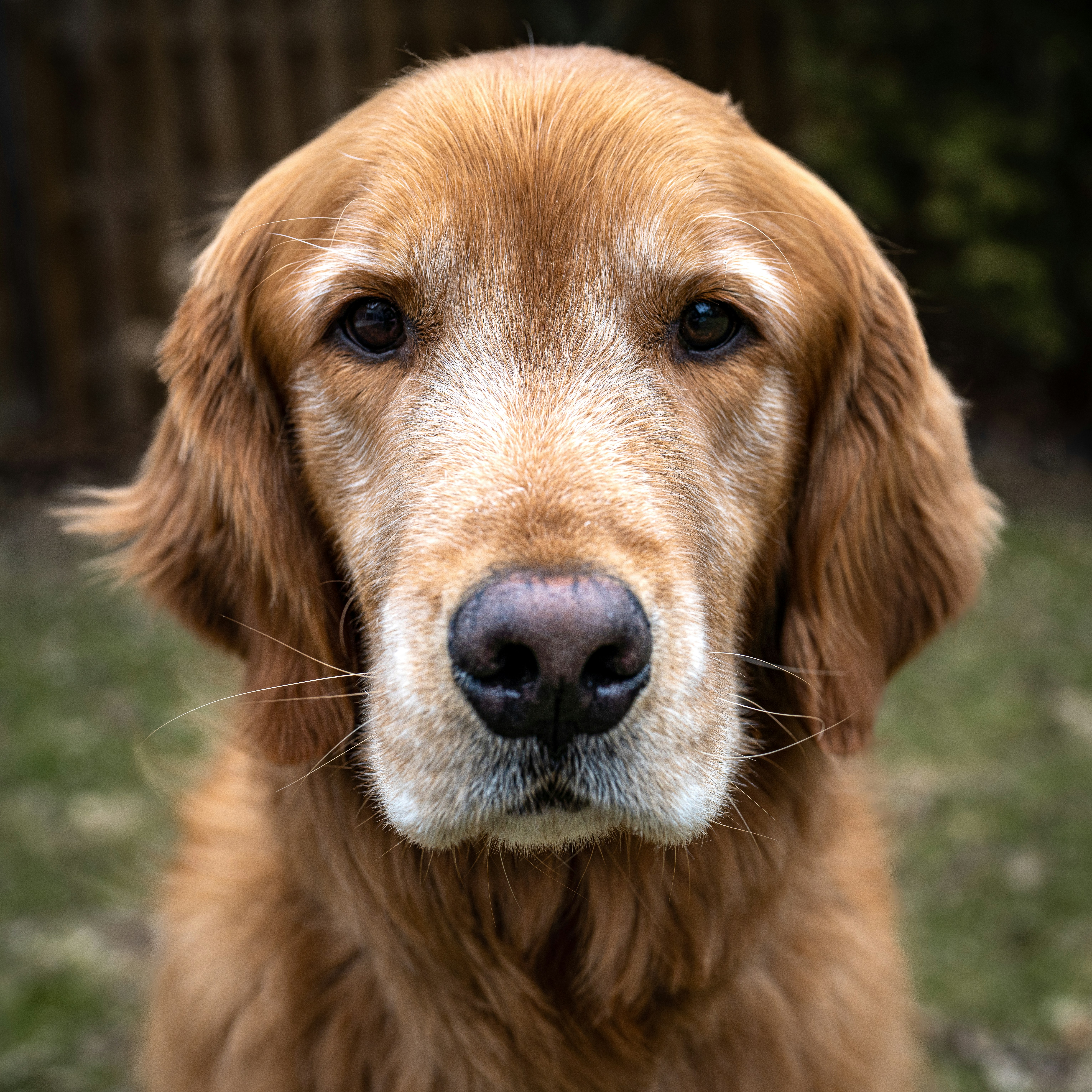 Senior Golden Retriever — Senior Pet Legacy