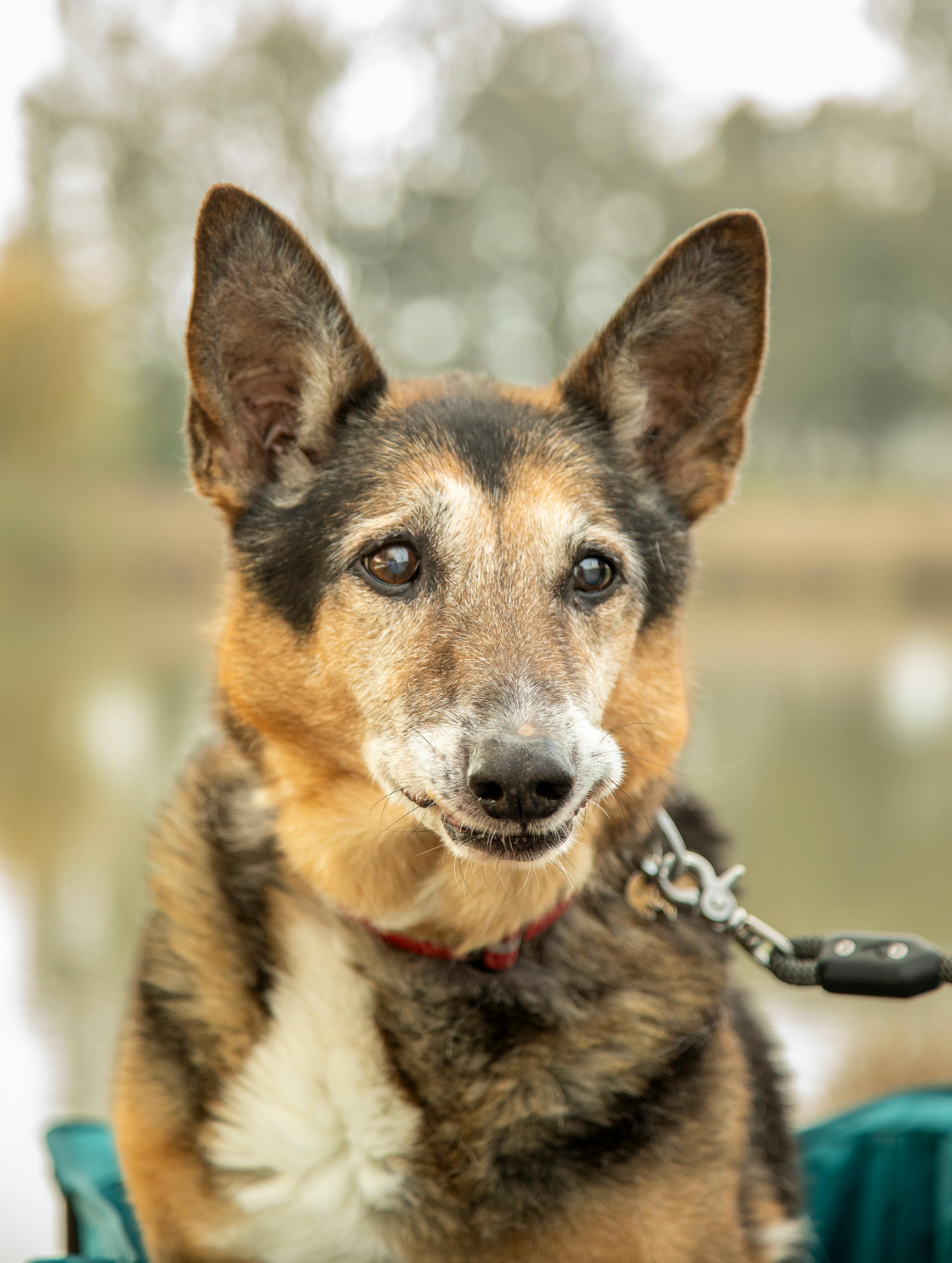 Best Joint Supplements for Senior Dogs