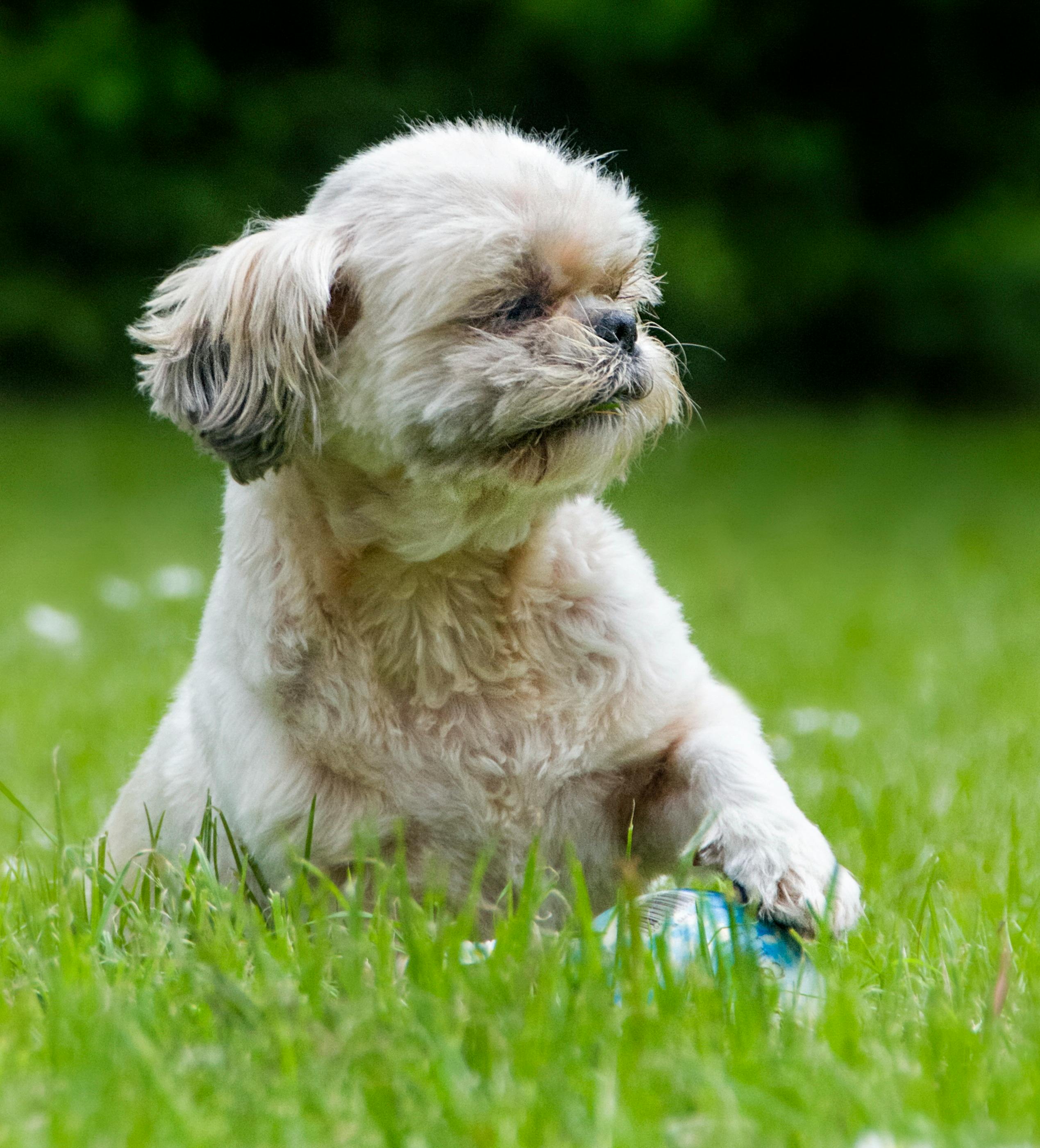 Senior Shih Tzu — Senior Pet Legacy