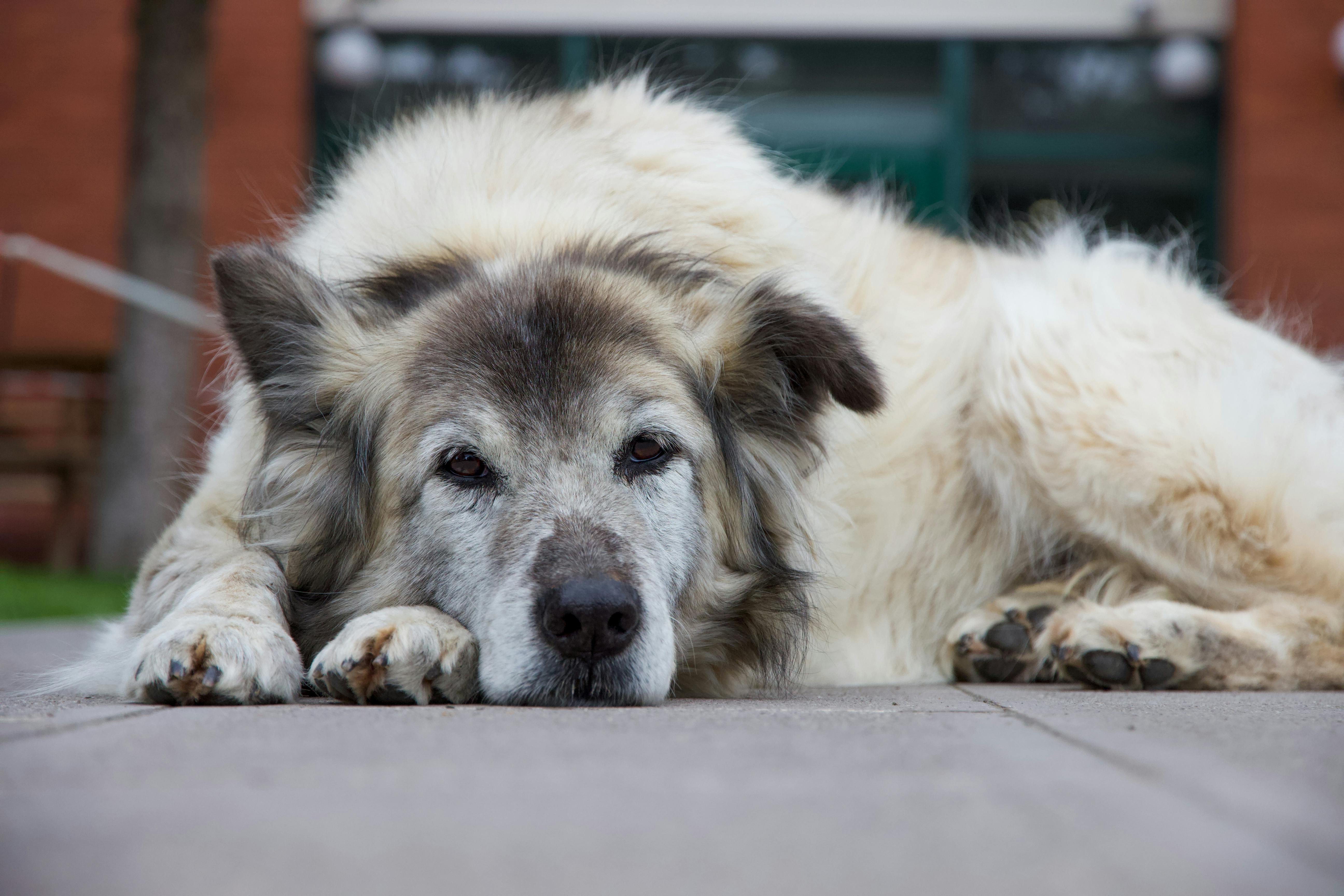 Senior dog resting peacefully — Sleep & Rest Quality Guide