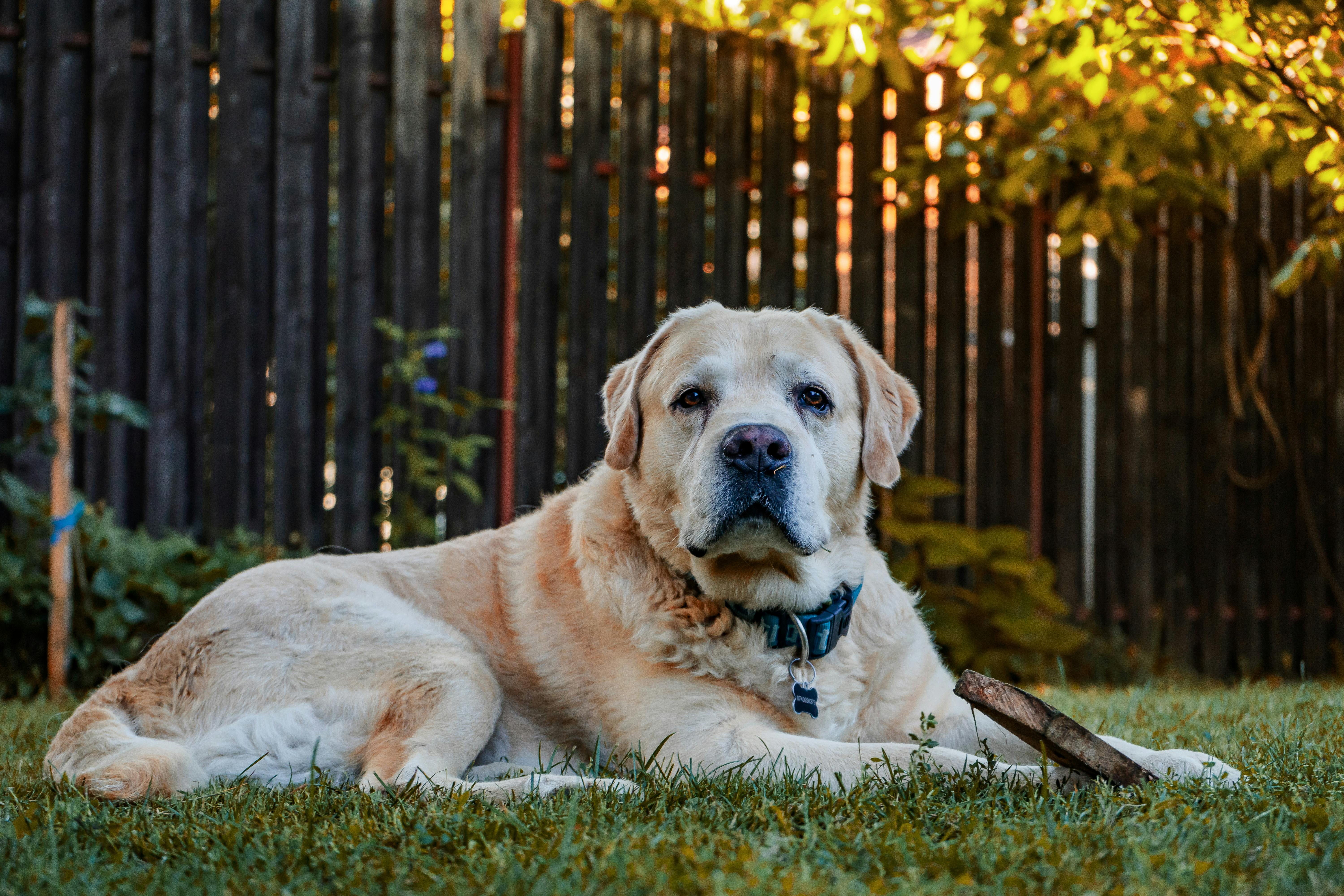 Senior Labrador Retriever resting in the backyard