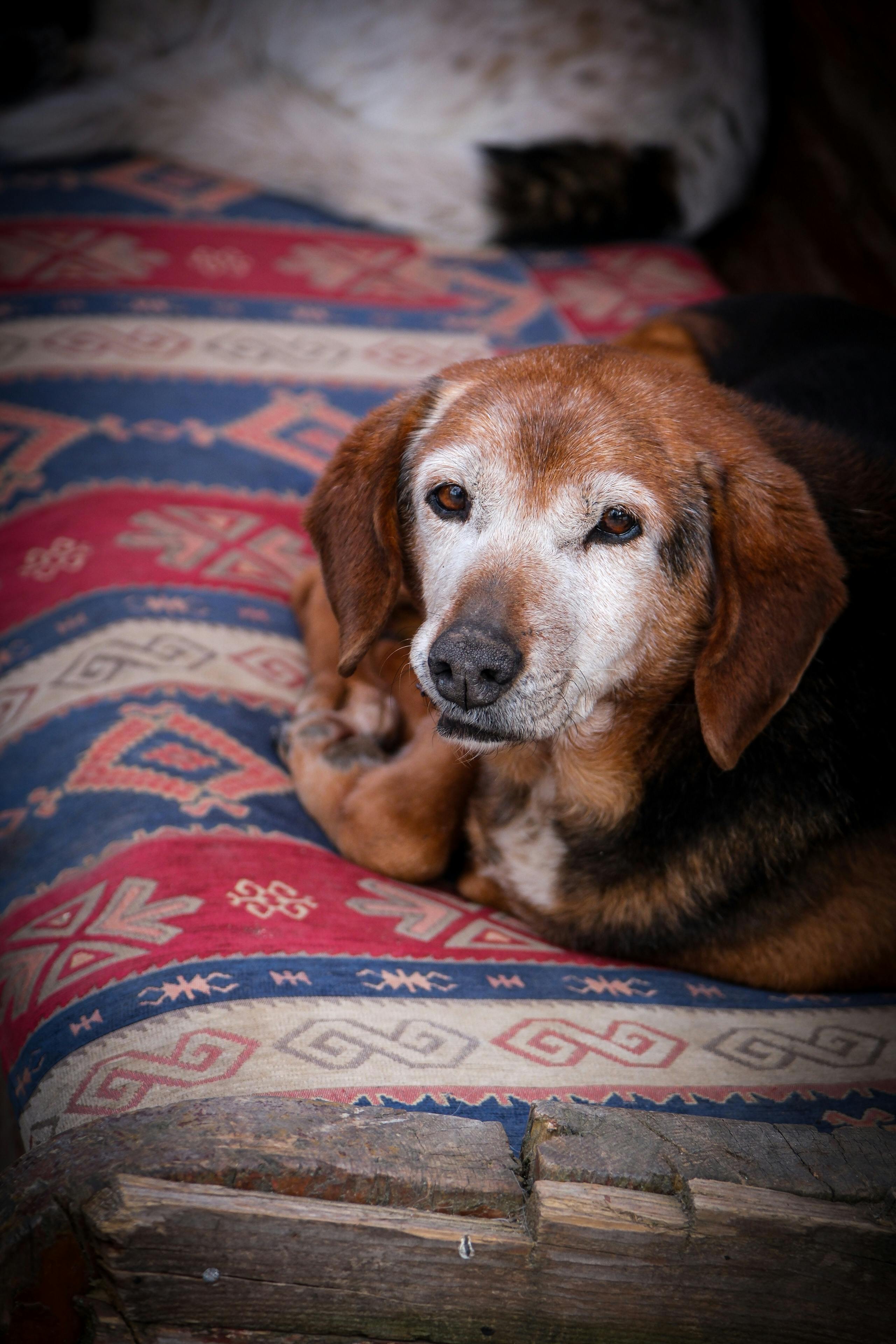 Senior Beagle resting — best probiotics for senior dogs