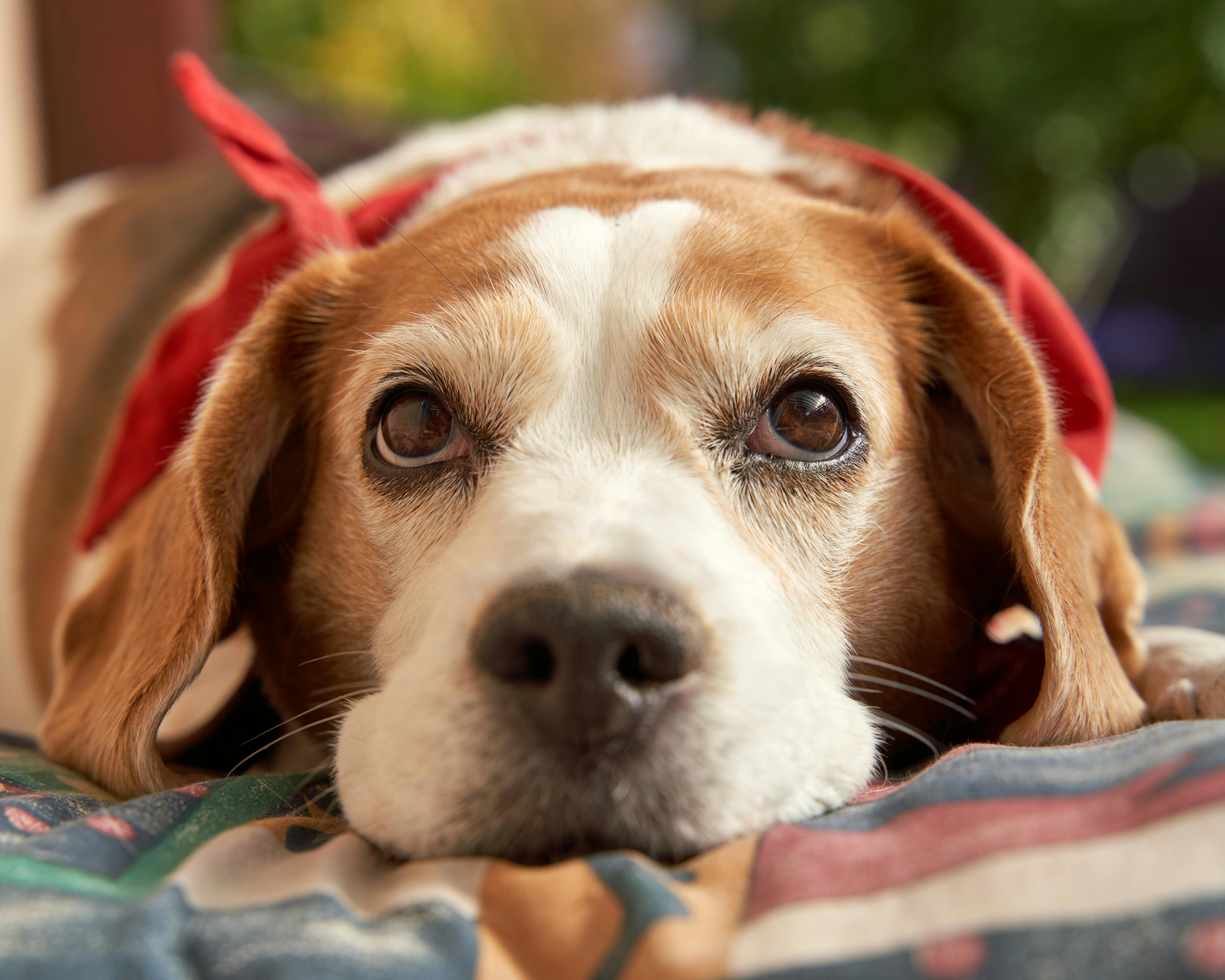 Senior Beagle with red bandana — best elevated water fountain review