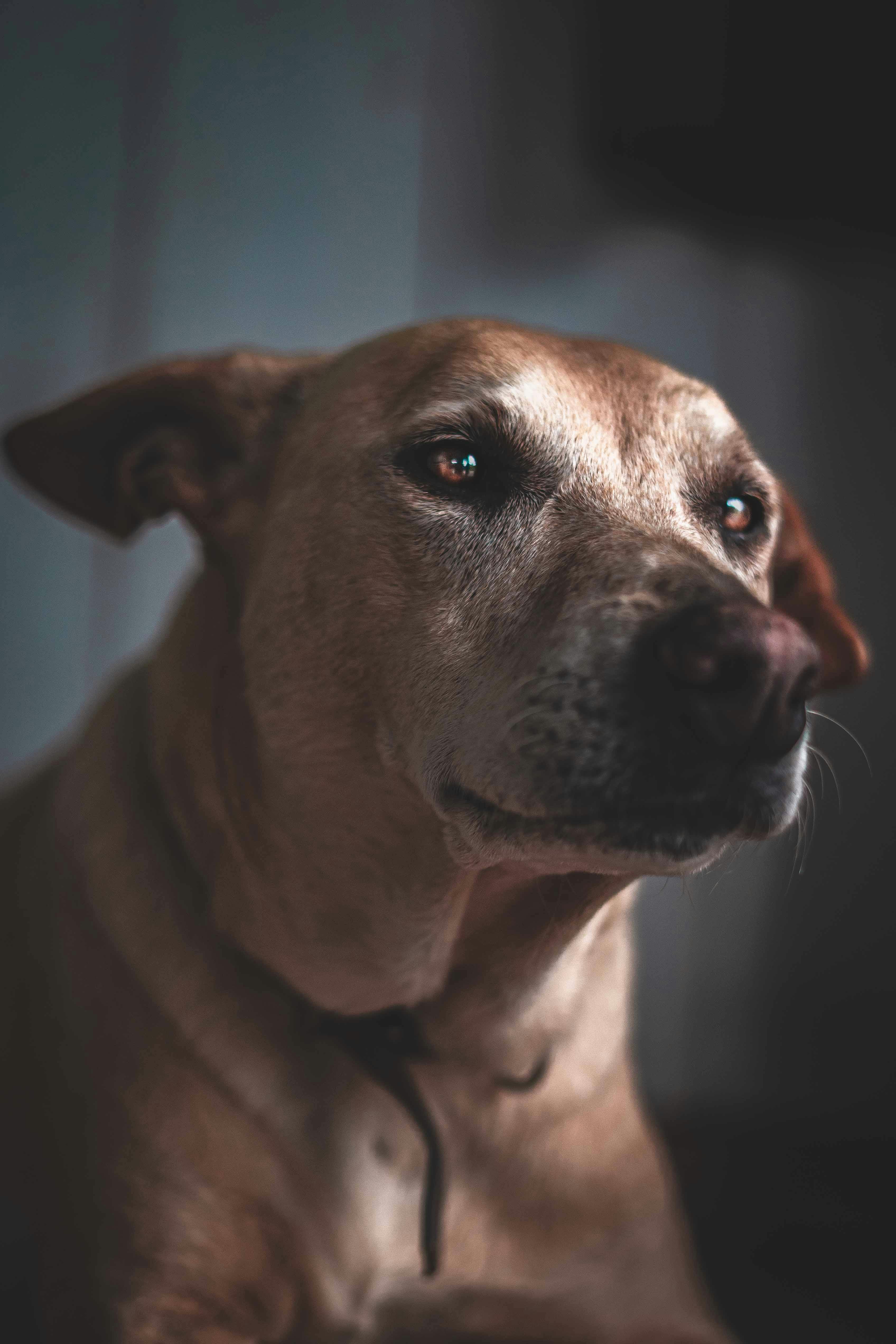 Senior dog with thoughtful eyes — Lion's Mane cognitive review
