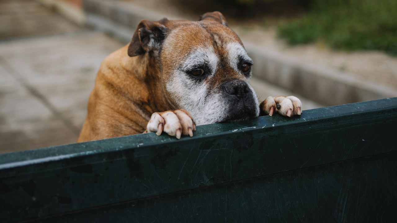 Adjustable Dog Ramp Review