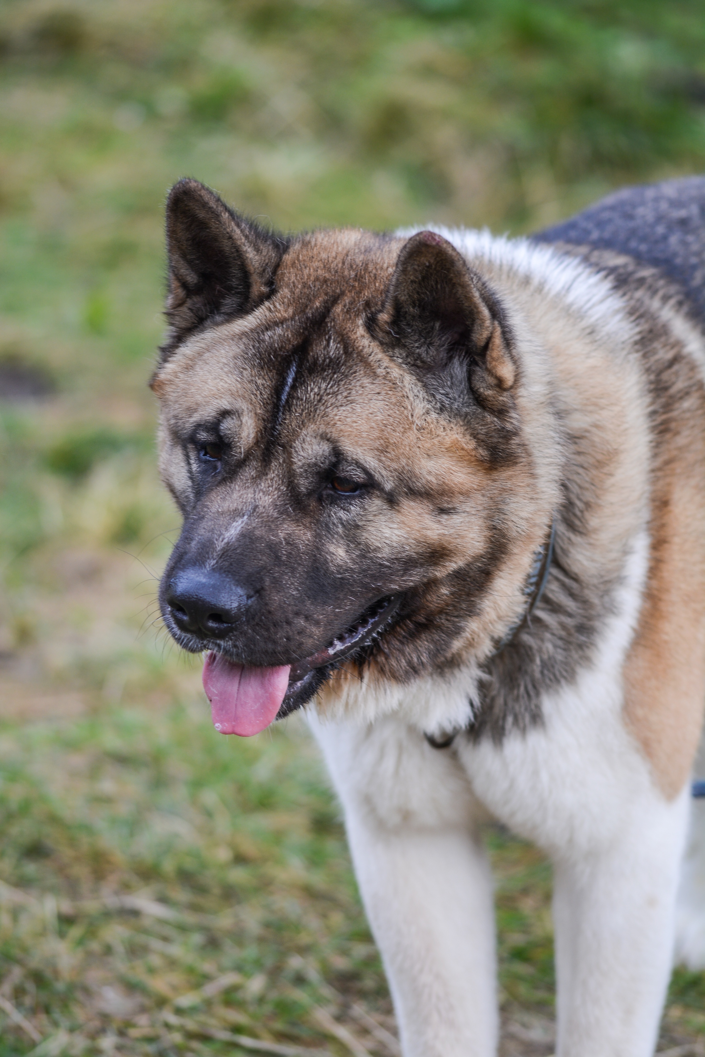 Senior Akita with dignified expression standing outdoors on grass
