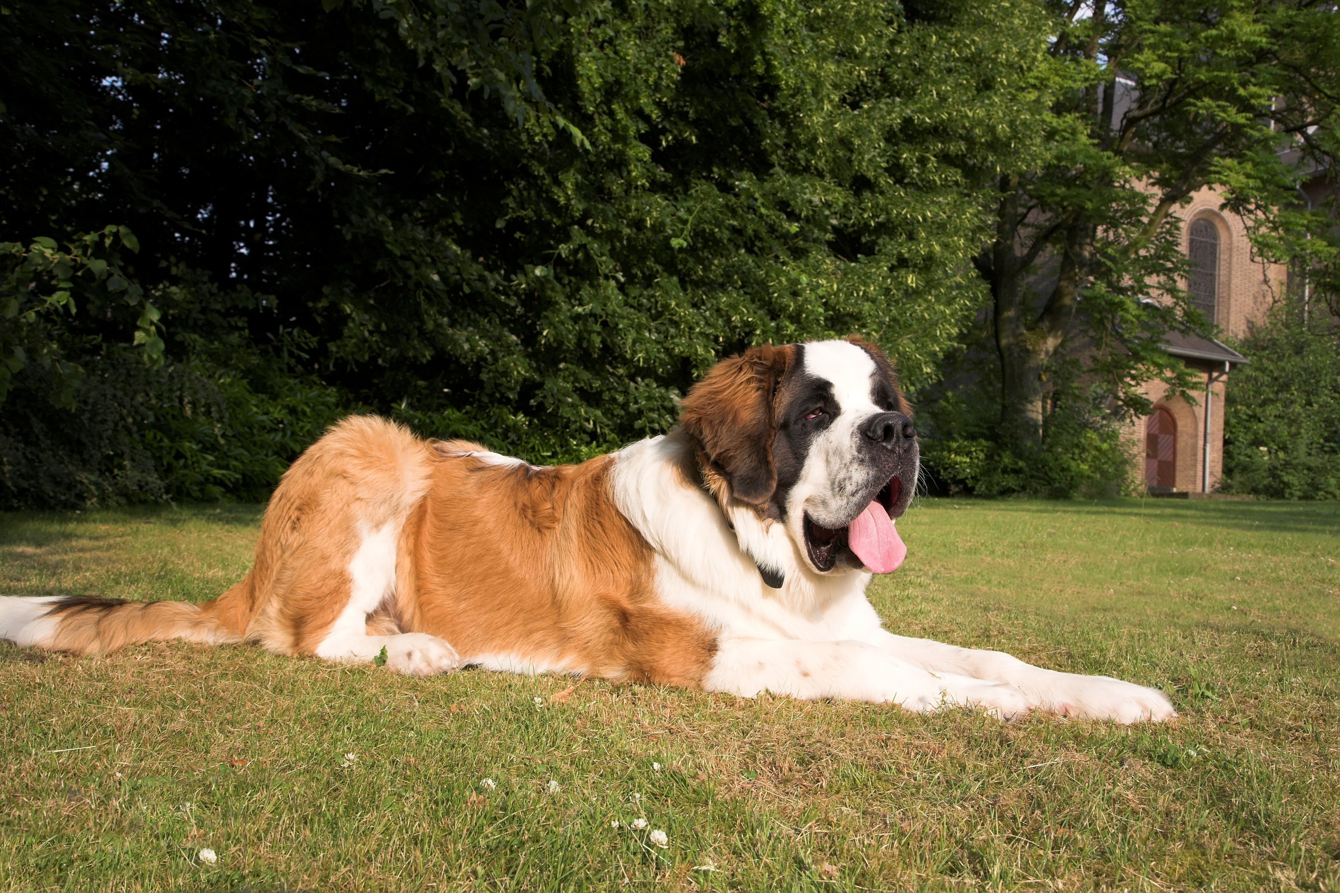 Senior Saint Bernard lying on green grass outdoors in the sun