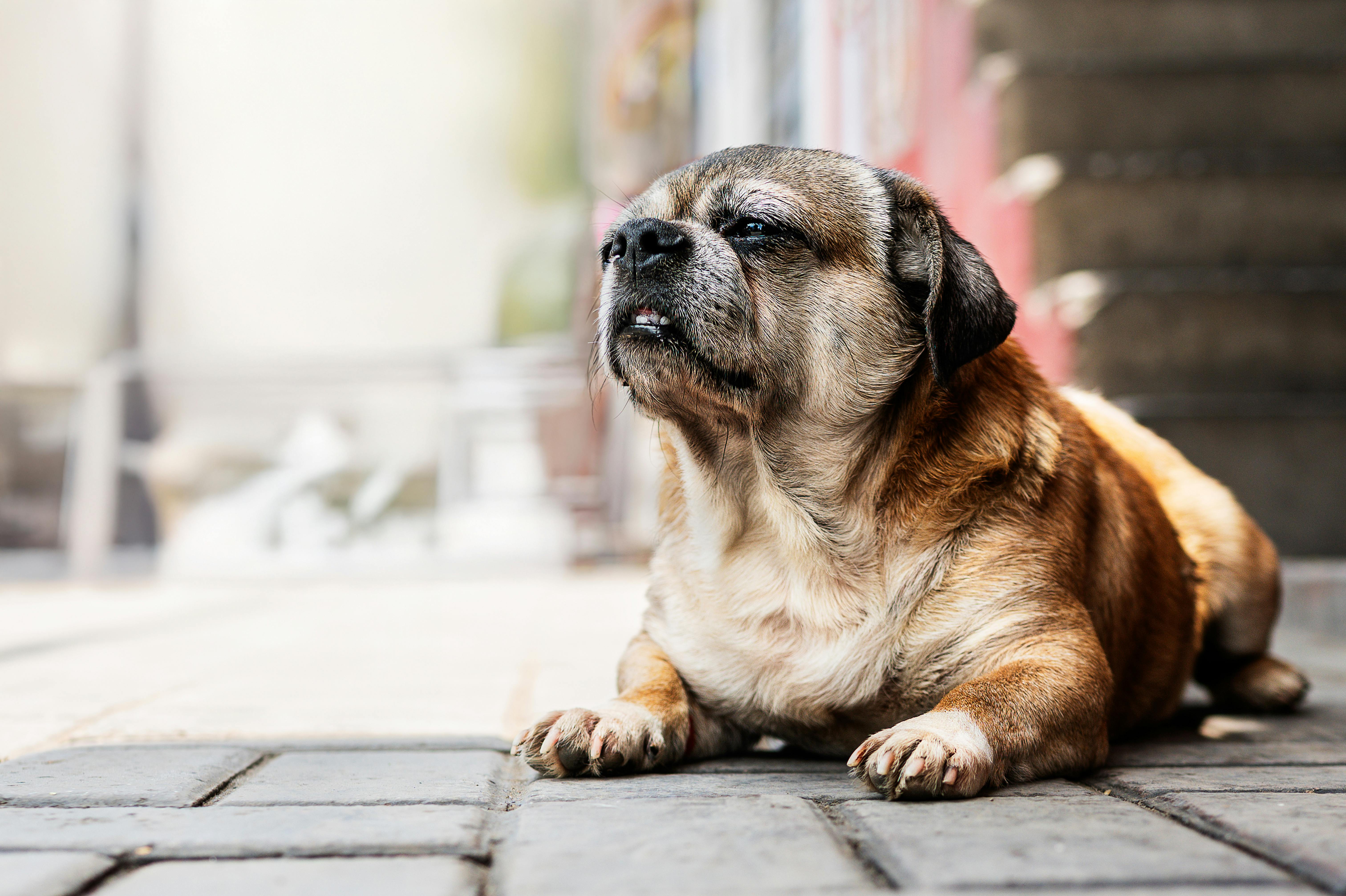 Senior dog resting calmly — Best Calming Supplements