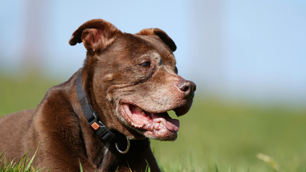 Senior Staffy outdoors — best dental care products review