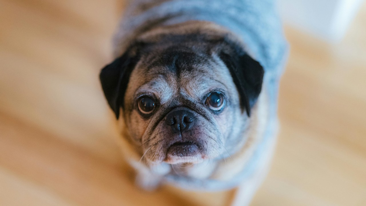 Best Dog Ramps for Senior Dogs