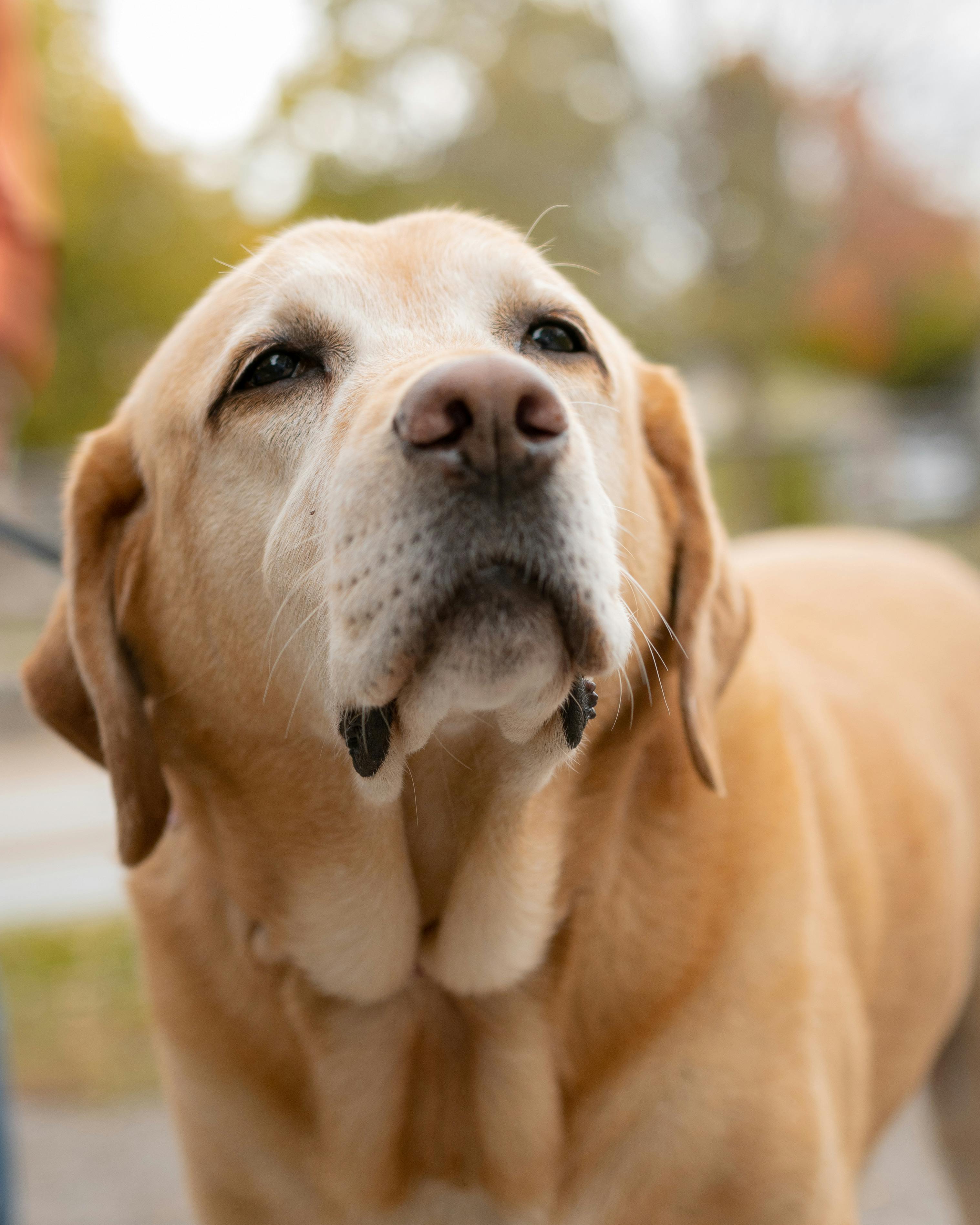 Senior Labrador in stroller — Best Dog Stroller Review