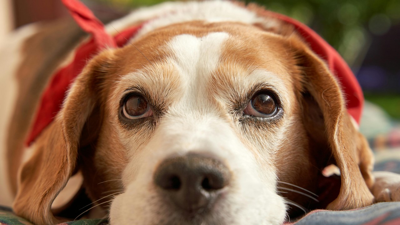 Senior Beagle with red bandana — best elevated water fountain review