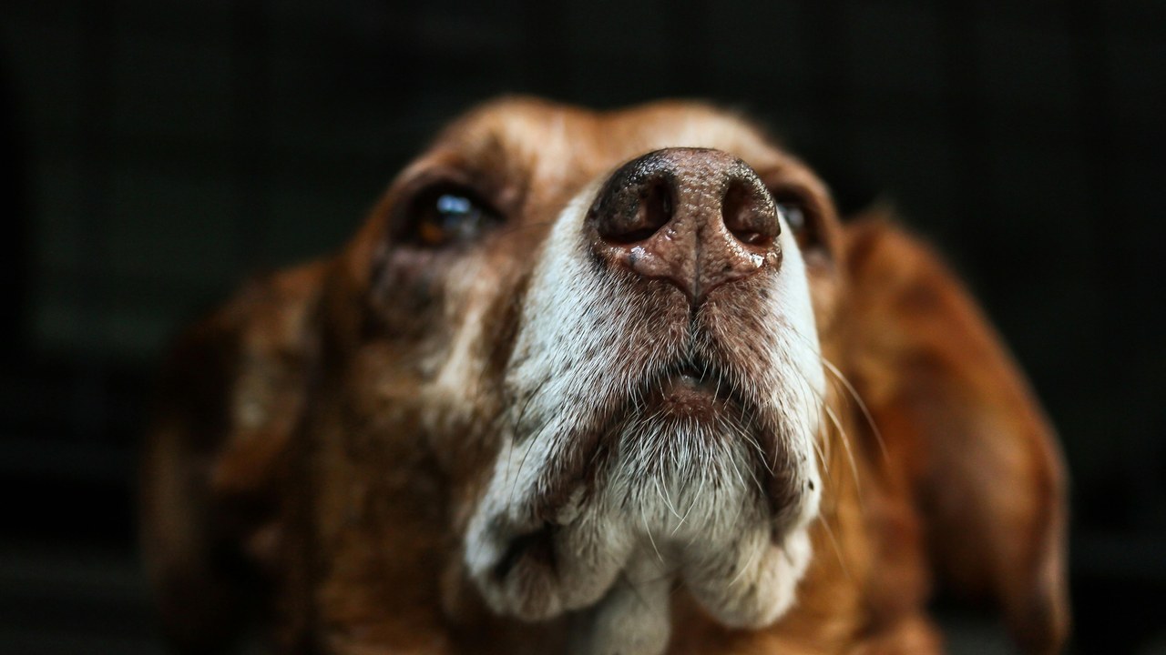 Close-up senior dog nose — best grooming kit review