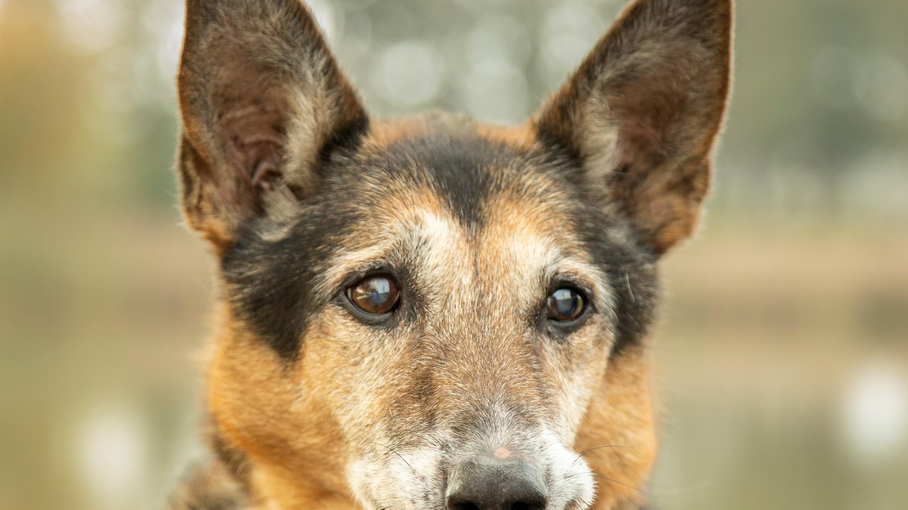 Best Joint Supplements for Senior Dogs