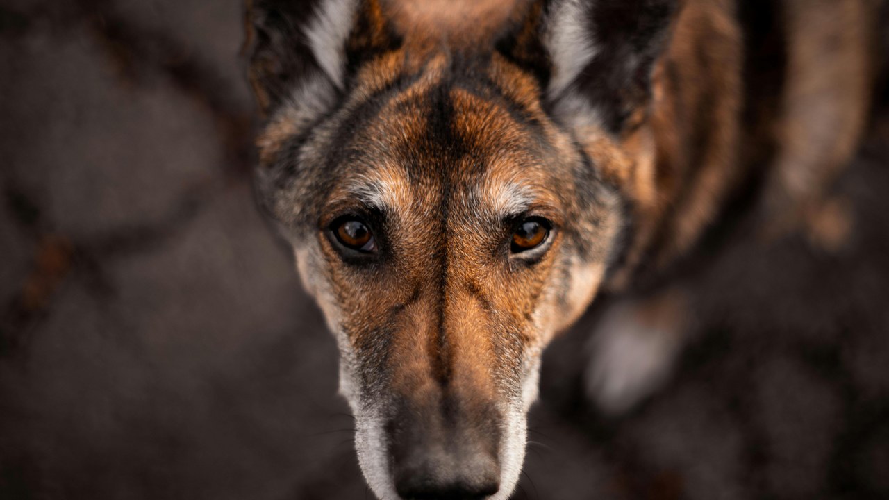 Senior shepherd mix soulful eyes — best multivitamin for senior dogs