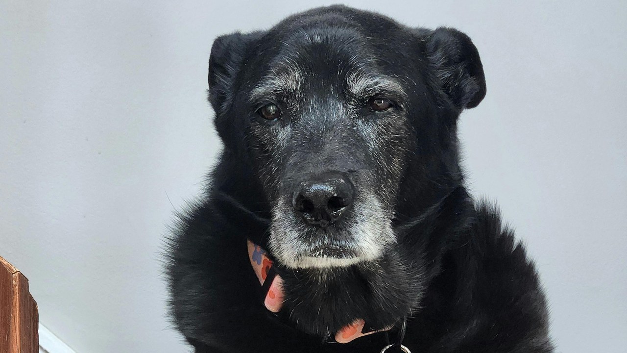 Best Non-Slip Solutions for Senior Dogs