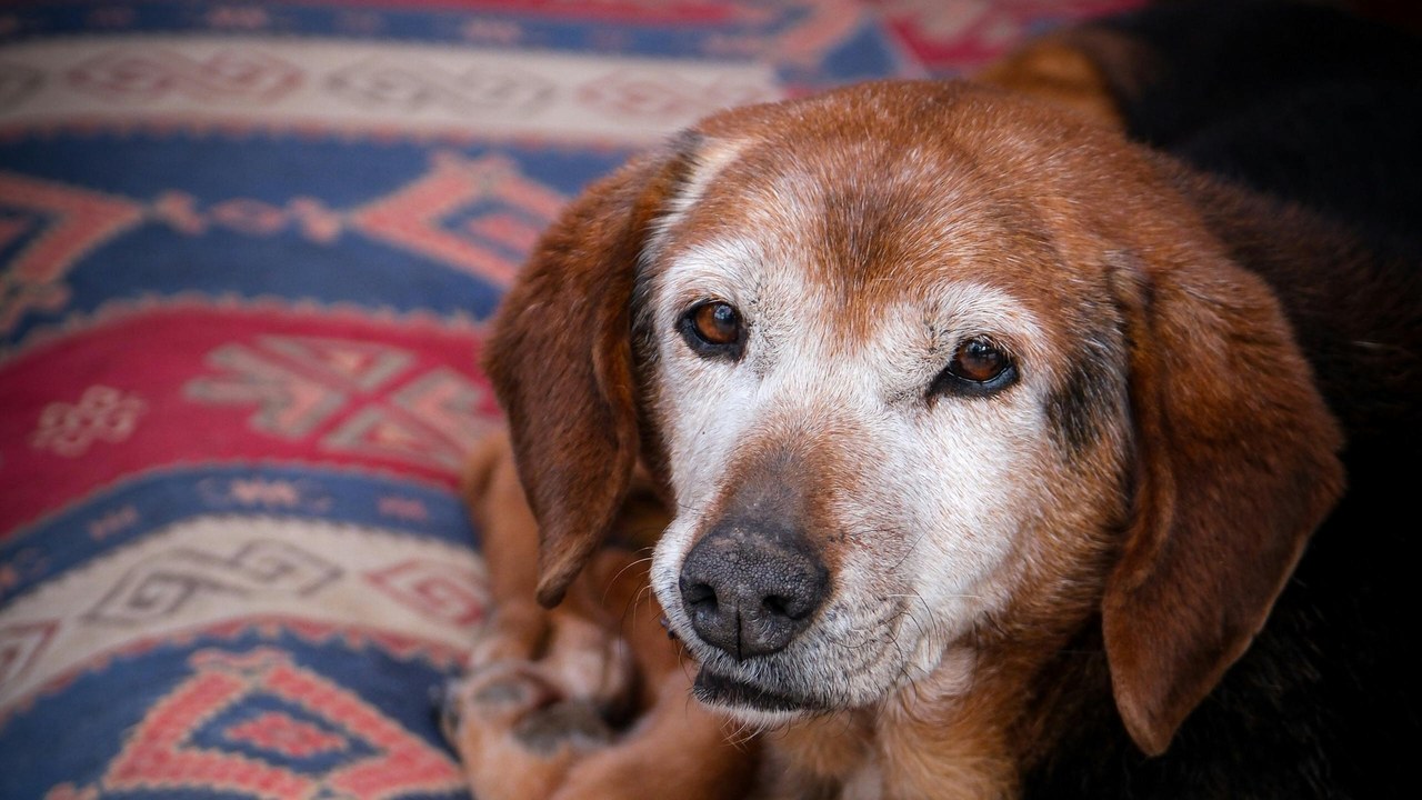 Senior Beagle resting — best probiotics for senior dogs