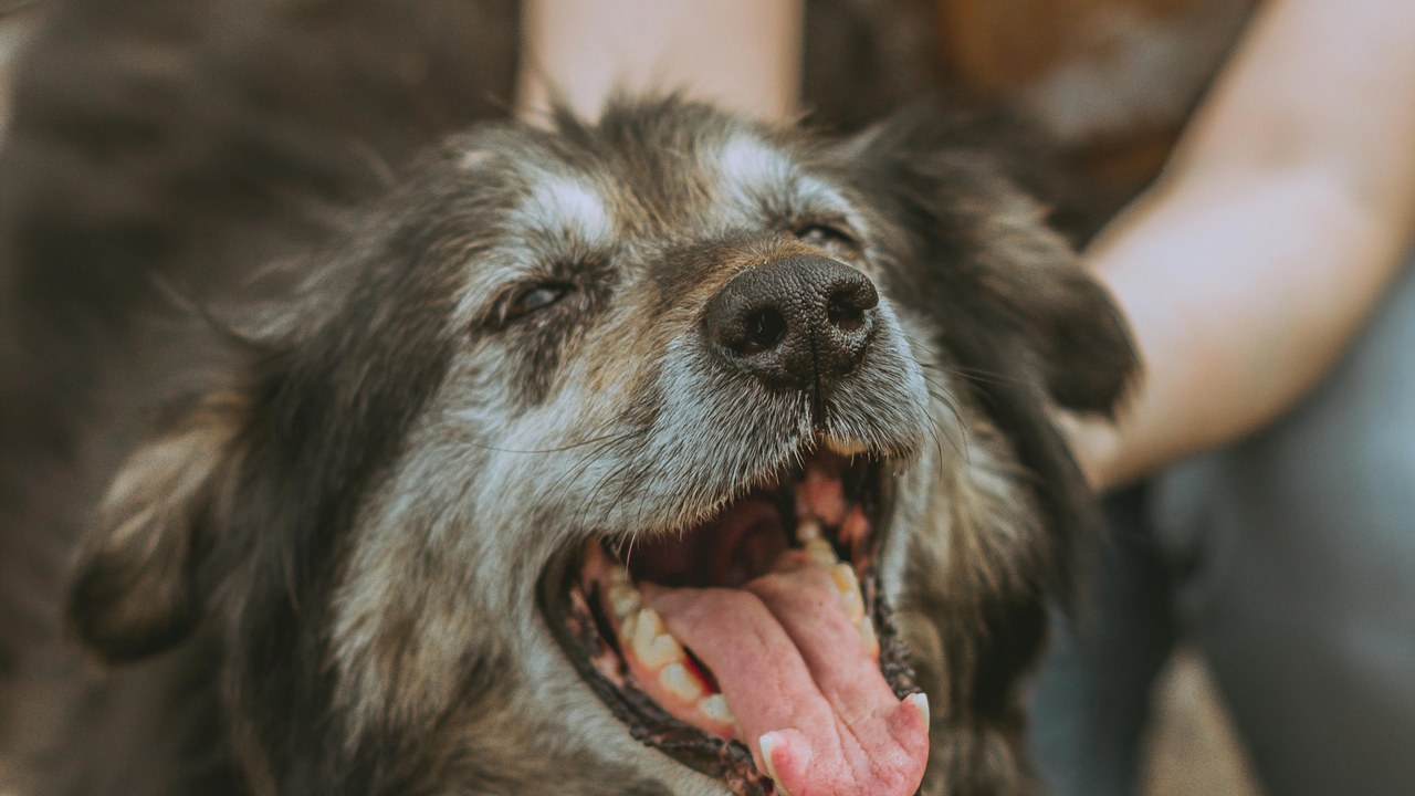 Best Support Harness for Senior Dogs