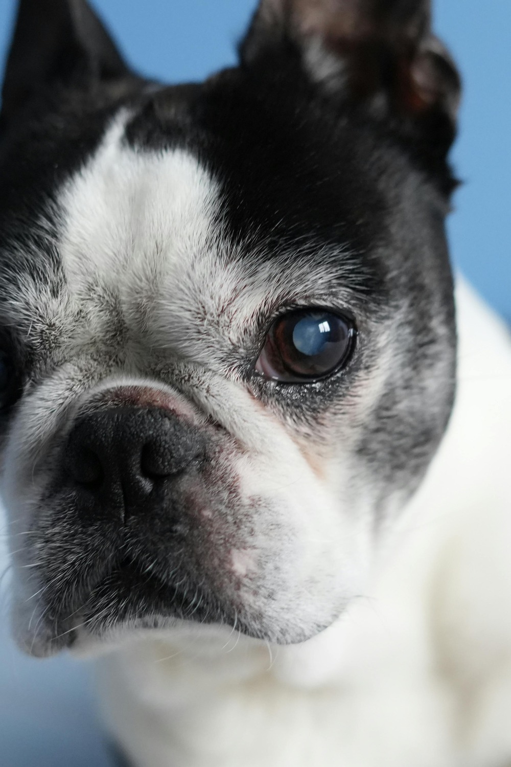 Senior Boston Terrier — 10 signs your dog is in pain