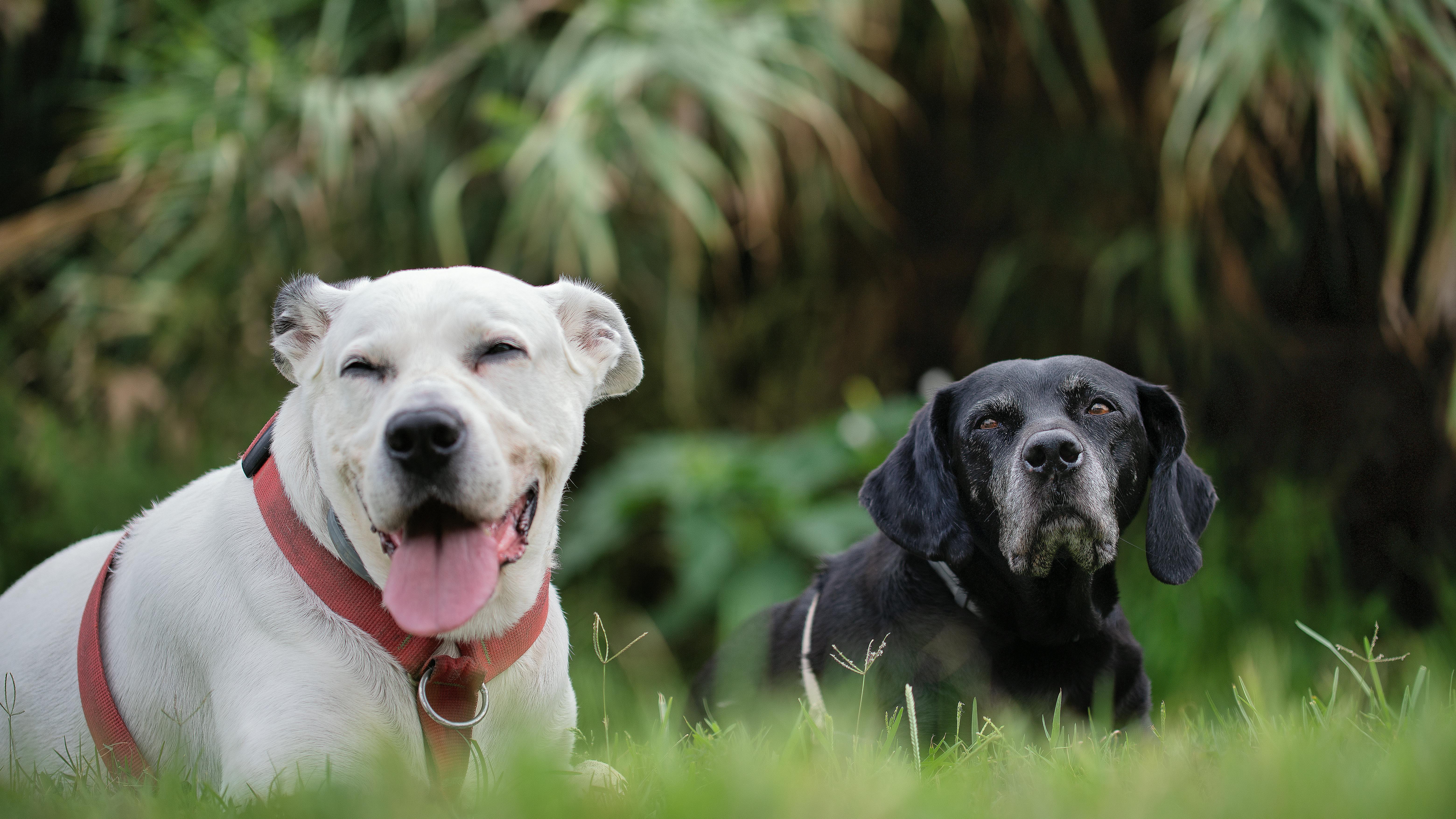 Hemp Oil for Senior Dogs