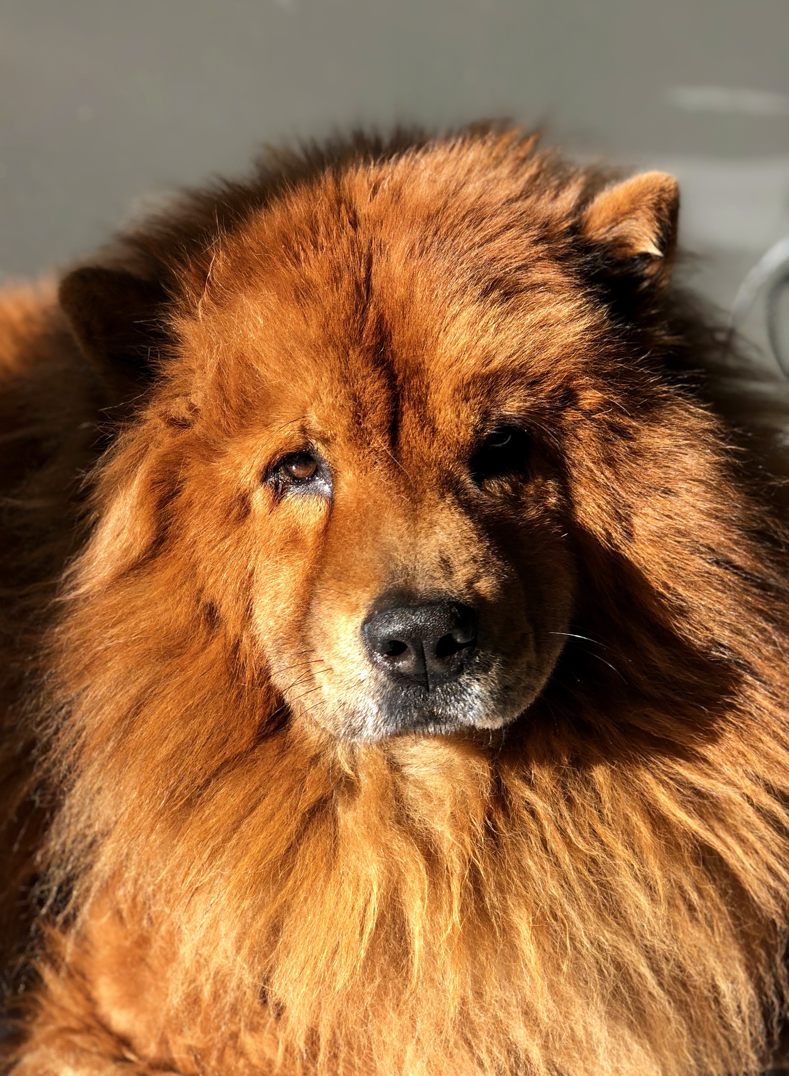 Senior Chow Chow with magnificent golden coat and wise expression in warm sunlight