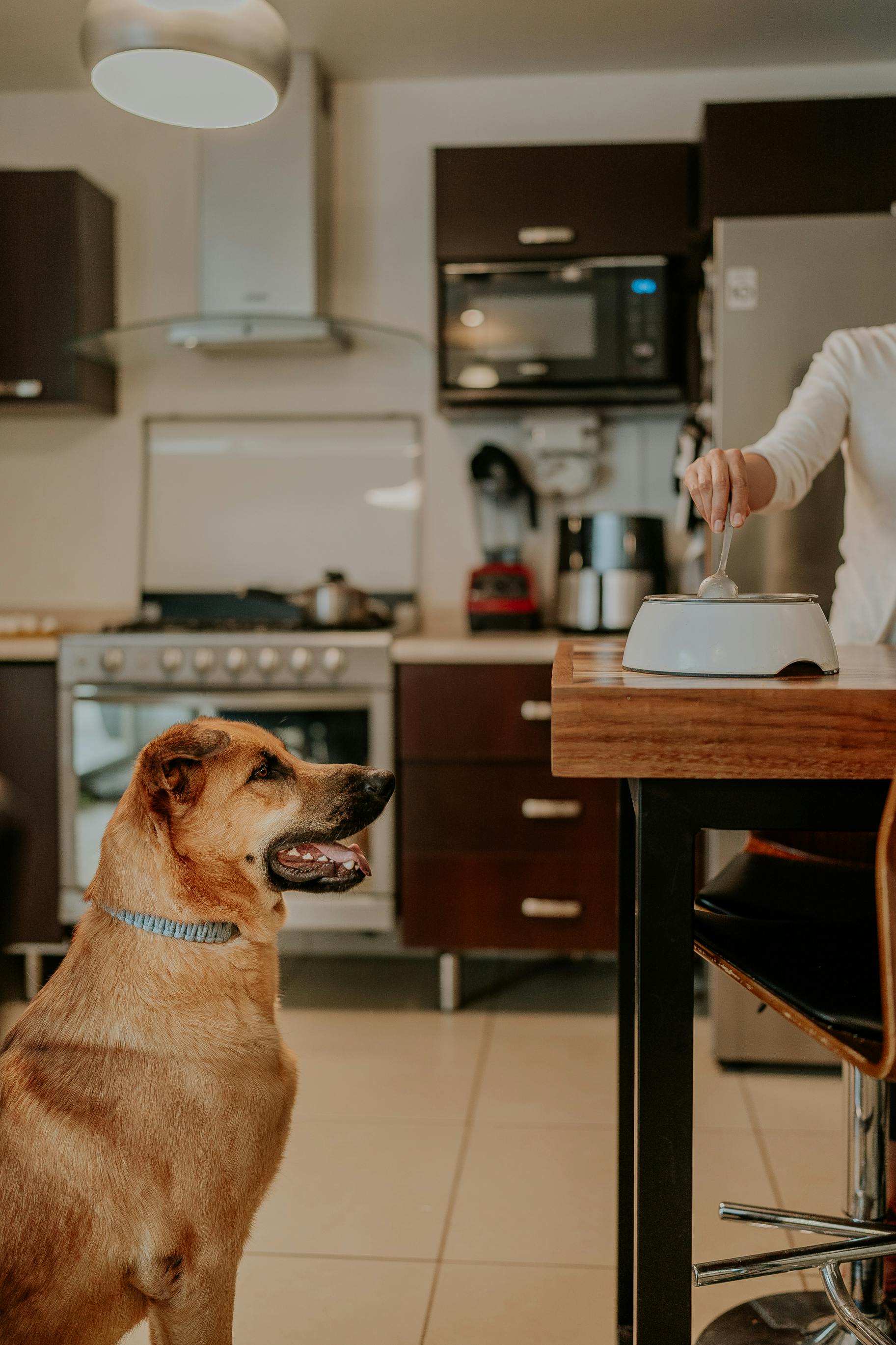 Senior dog waiting for meal in kitchen