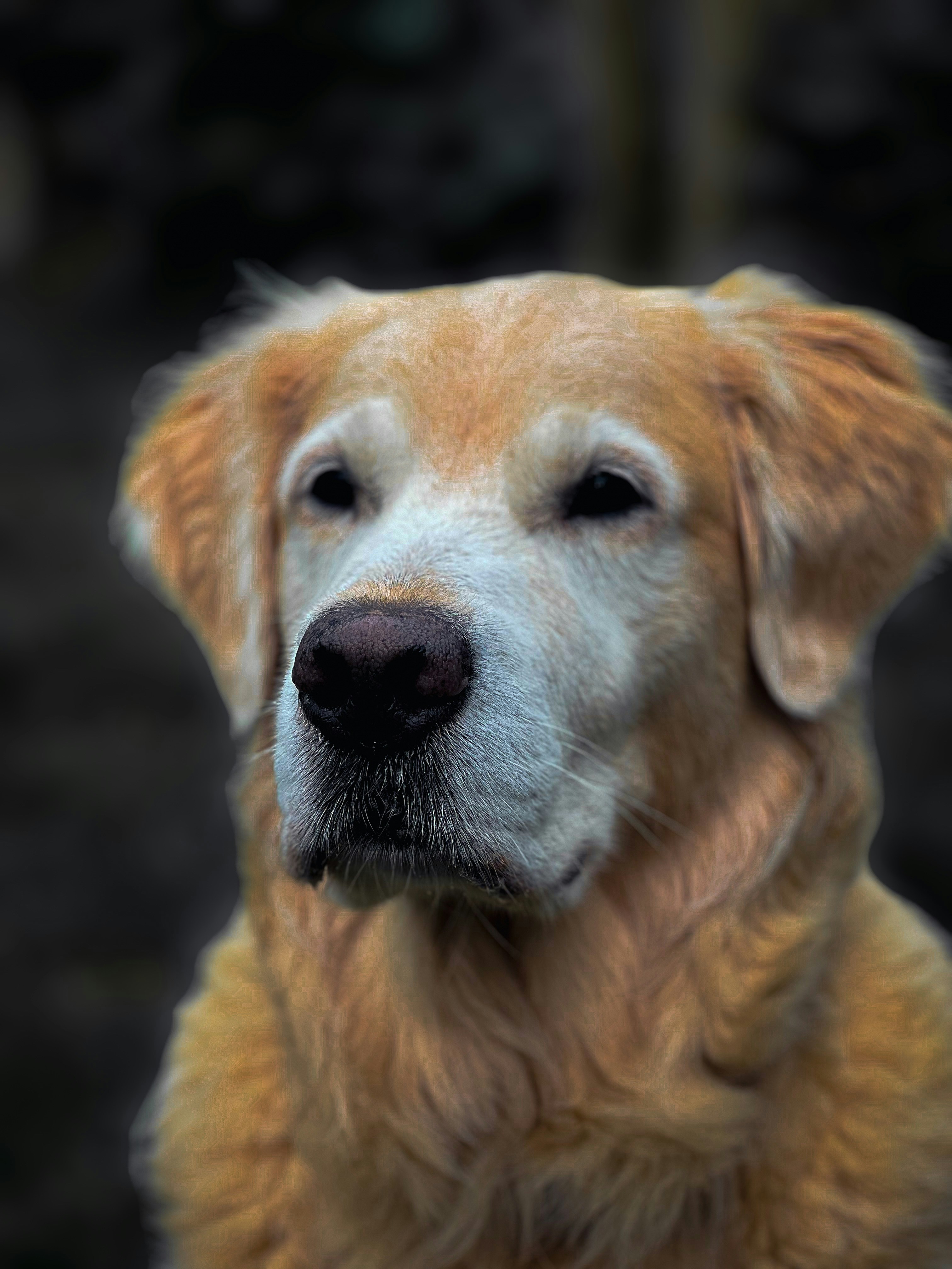 Senior golden retriever with white muzzle, deep soulful eyes in a quiet, contemplative portrait